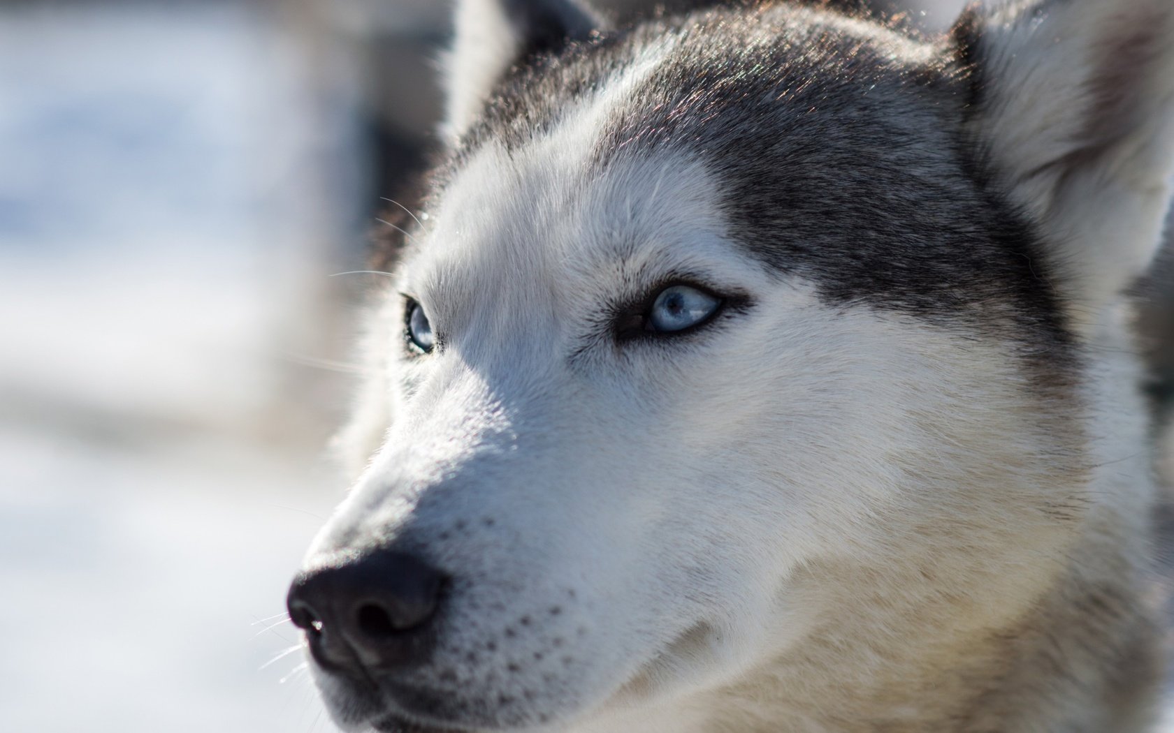 Обои мордочка, собака, хаски, голубые глаза, сибирский хаски, muzzle, dog, husky, blue eyes, siberian husky разрешение 2560x1600 Загрузить
