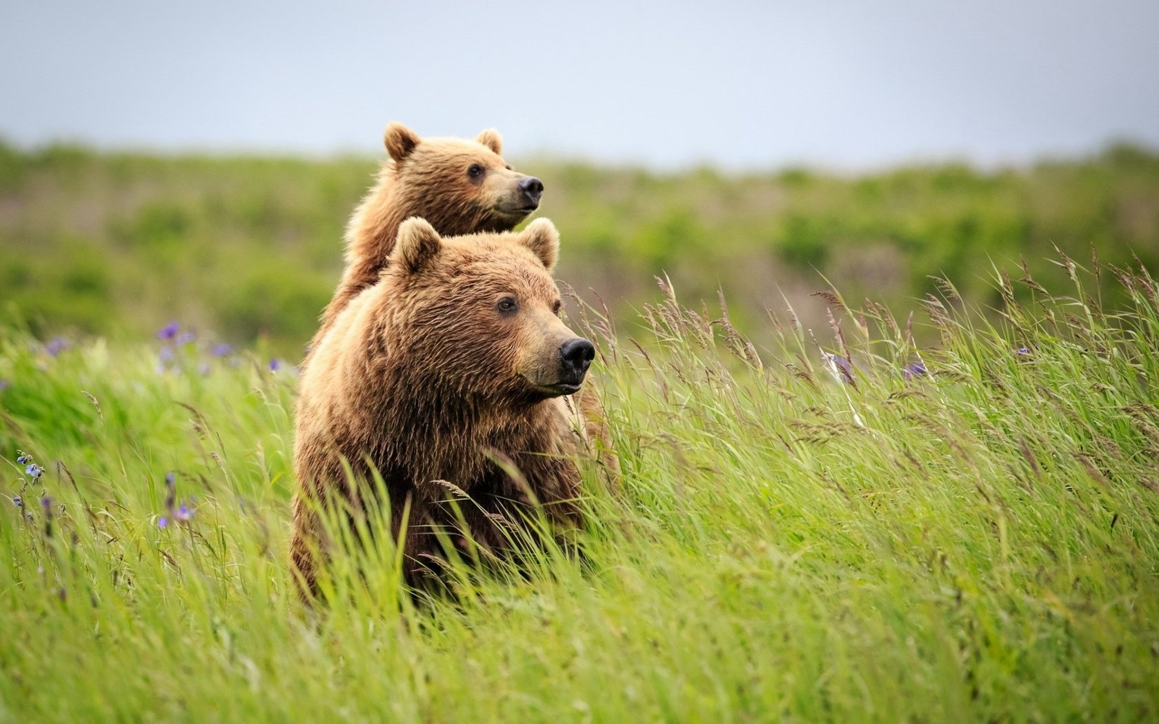 Обои трава, природа, лето, медведь, полевые цветы, медведи, grass, nature, summer, bear, wildflowers, bears разрешение 1920x1200 Загрузить