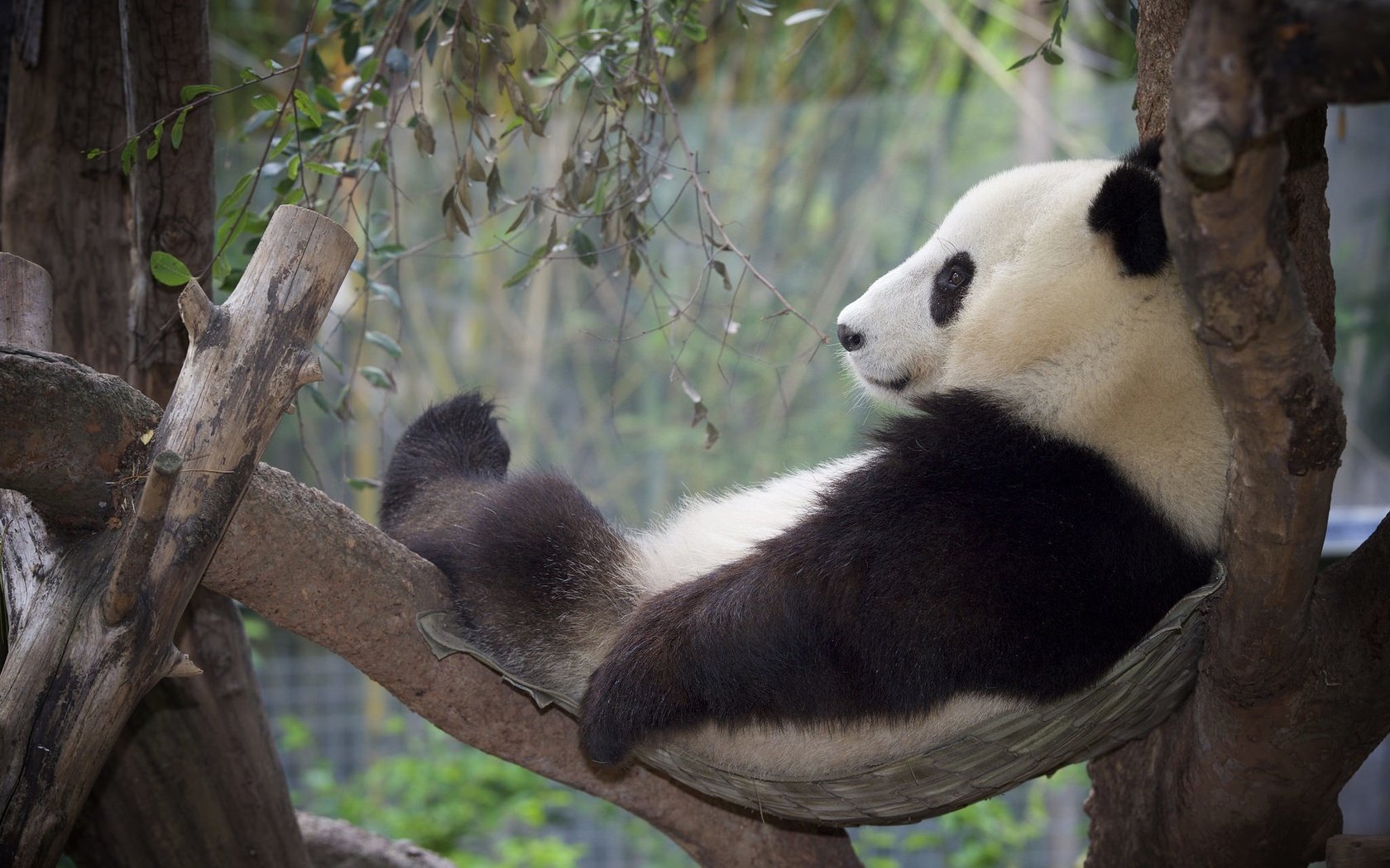 Обои дерево, панда, отдых, бамбуковый медведь, большая панда, tree, panda, stay, bamboo bear, the giant panda разрешение 2048x1365 Загрузить