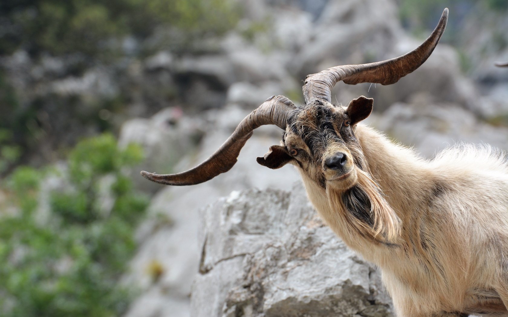 Обои морда, взгляд, коза, рога, козел, face, look, goat, horns разрешение 6000x4000 Загрузить