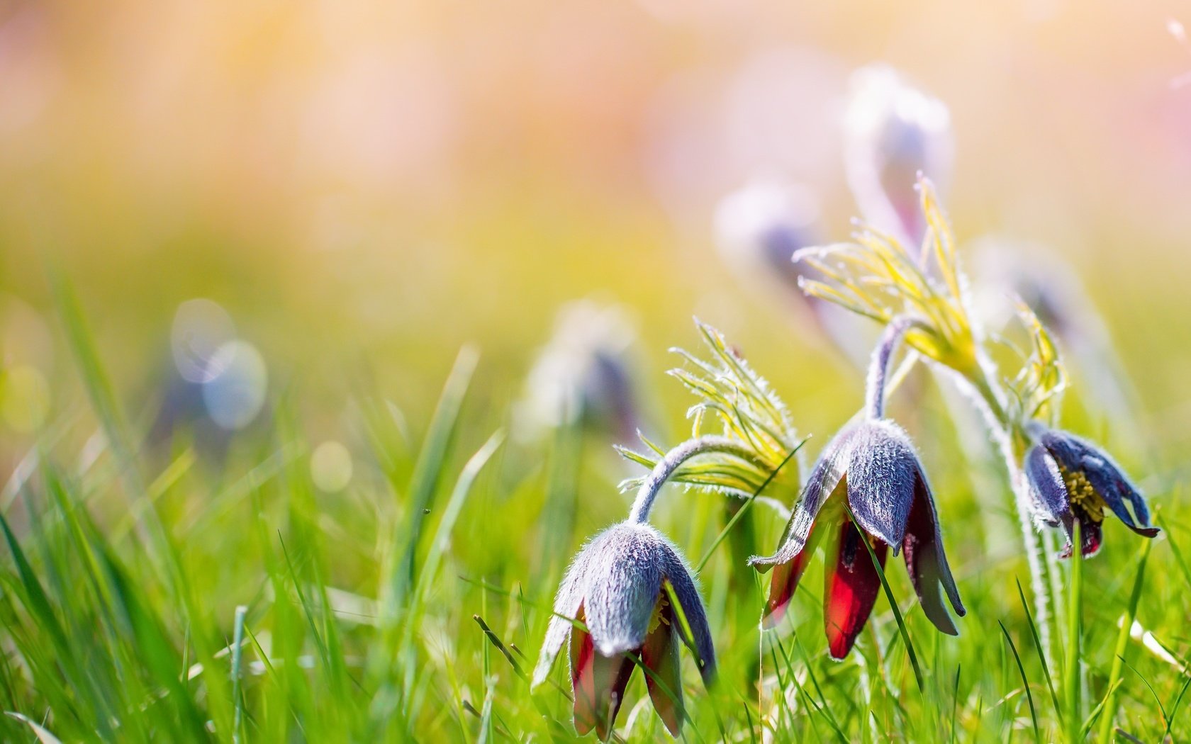 Обои цветы, трава, природа, лето, боке, сон-трава, прострел, flowers, grass, nature, summer, bokeh, sleep-grass, cross разрешение 2560x1538 Загрузить