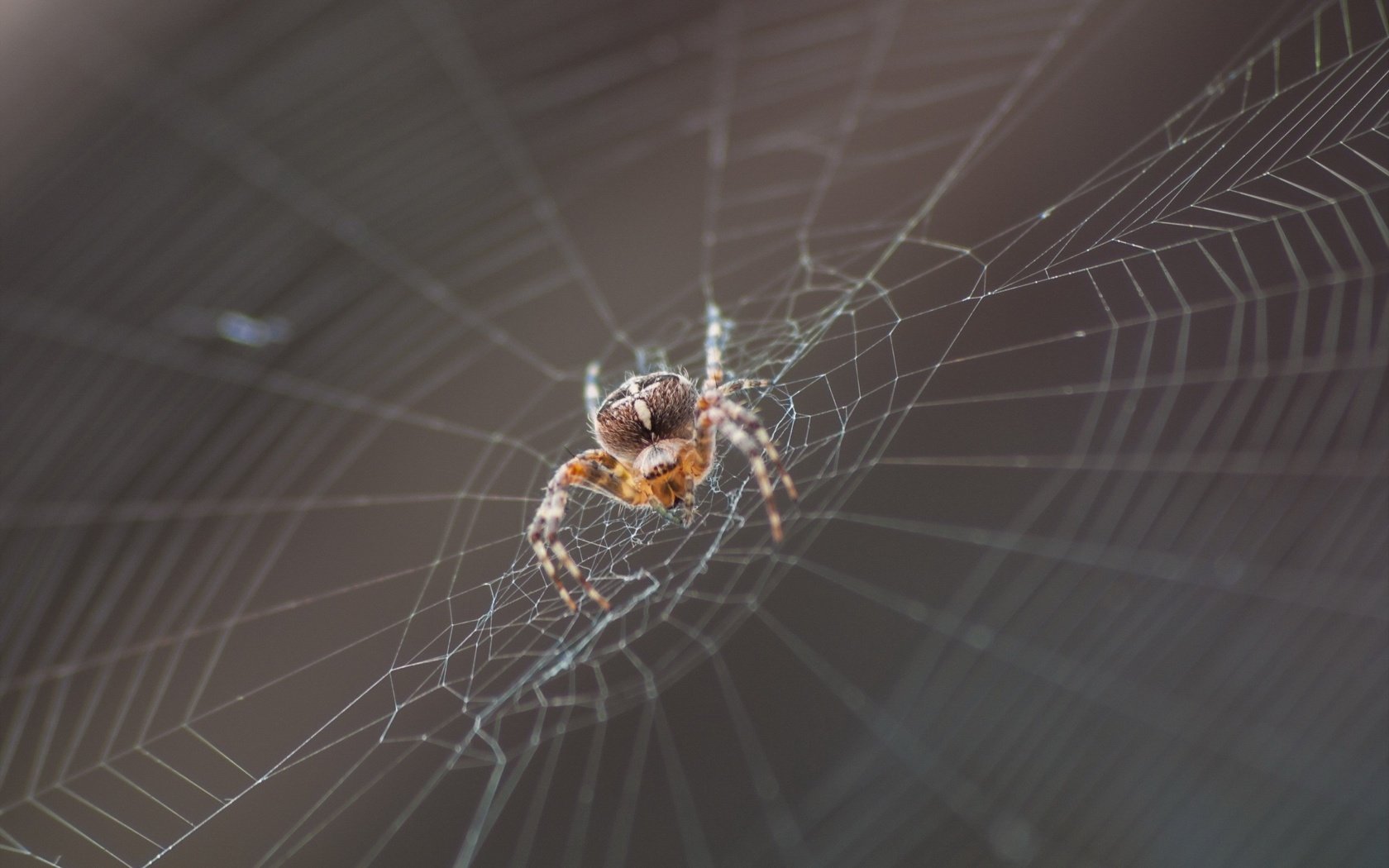 Обои макро, насекомое, паук, паутина, macro, insect, spider, web разрешение 2560x1600 Загрузить