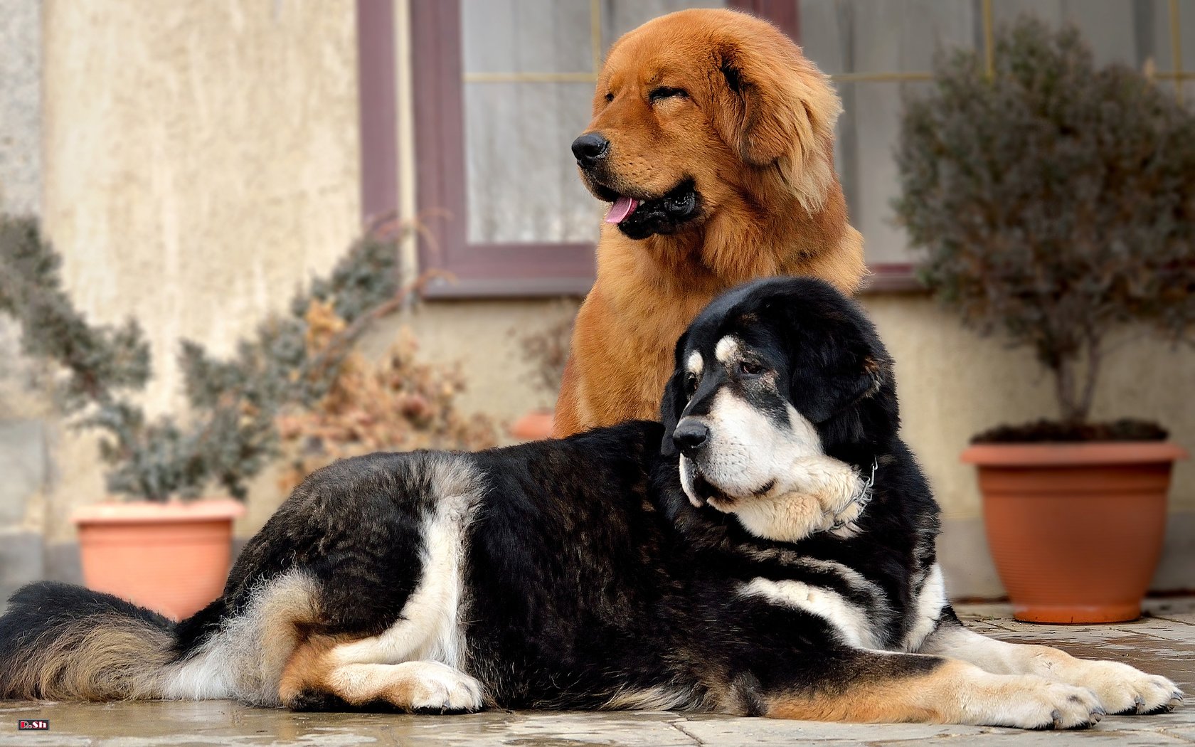 Обои друзья, собаки, морды, тибетский мастиф, friends, dogs, muzzle, tibetan mastiff разрешение 3840x2400 Загрузить