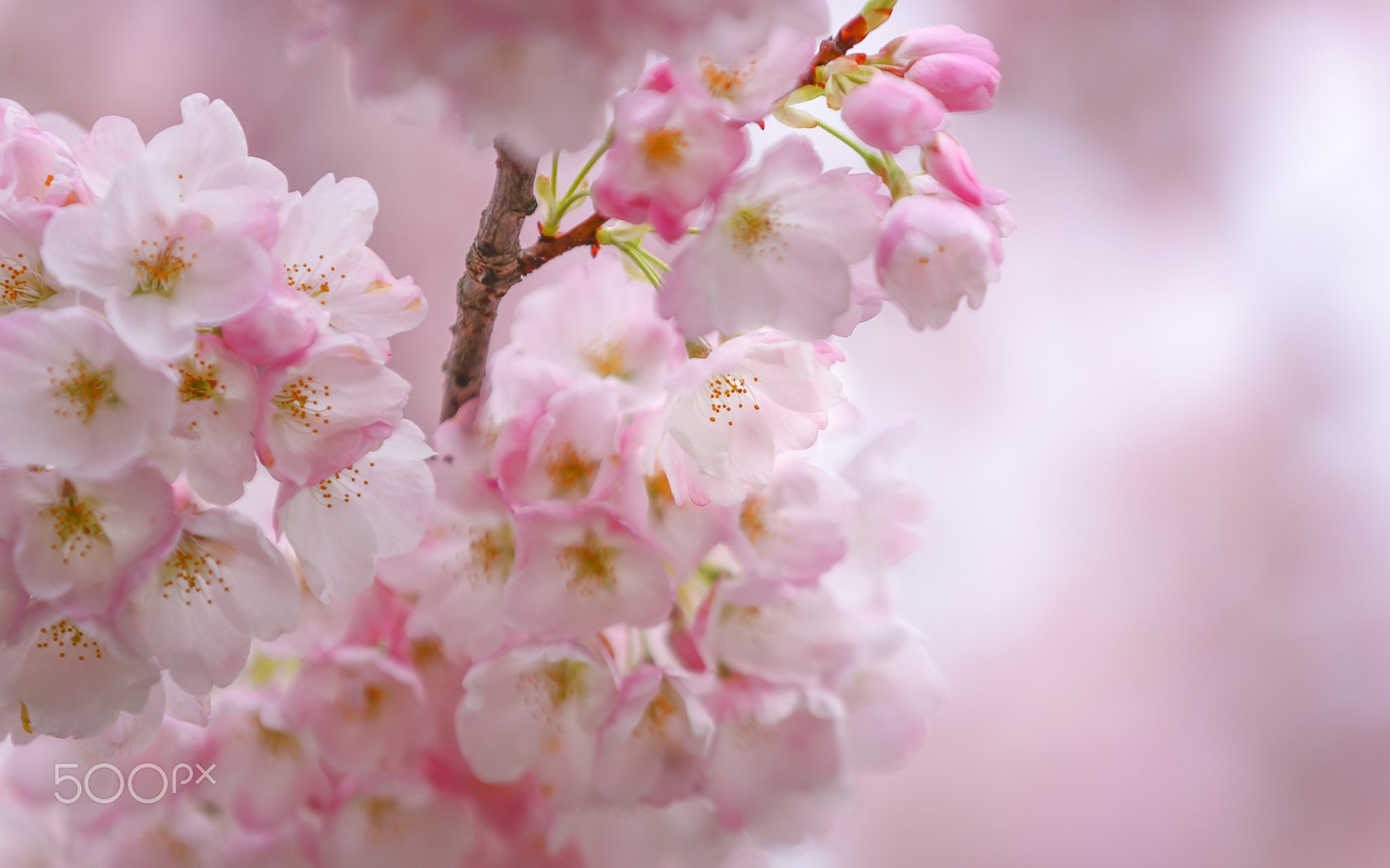 Обои цветы, цветение, весна, сакура, flowers, flowering, spring, sakura разрешение 1920x1200 Загрузить