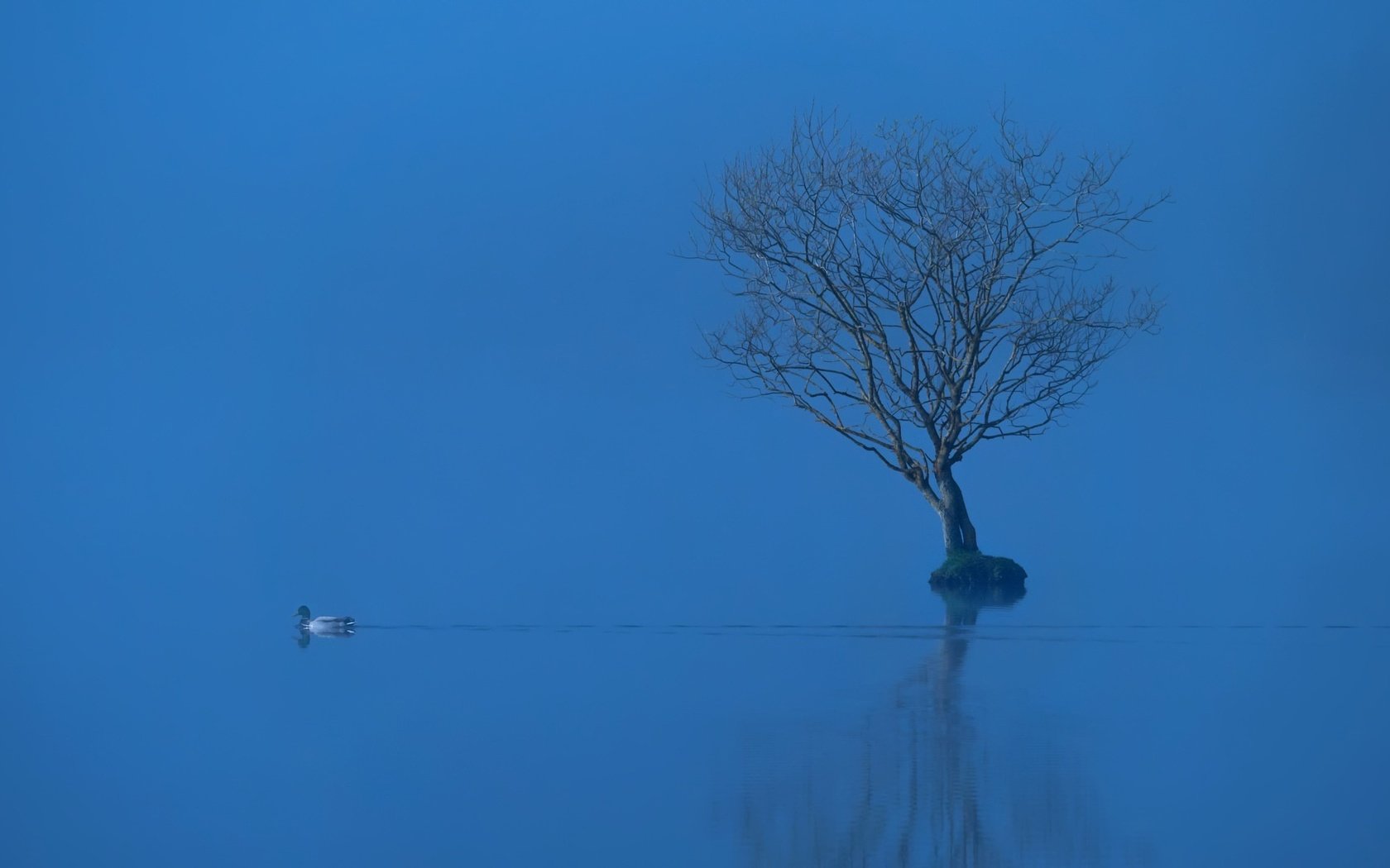 Обои озеро, дерево, отражение, туман, птица, утка, lake, tree, reflection, fog, bird, duck разрешение 2048x1144 Загрузить