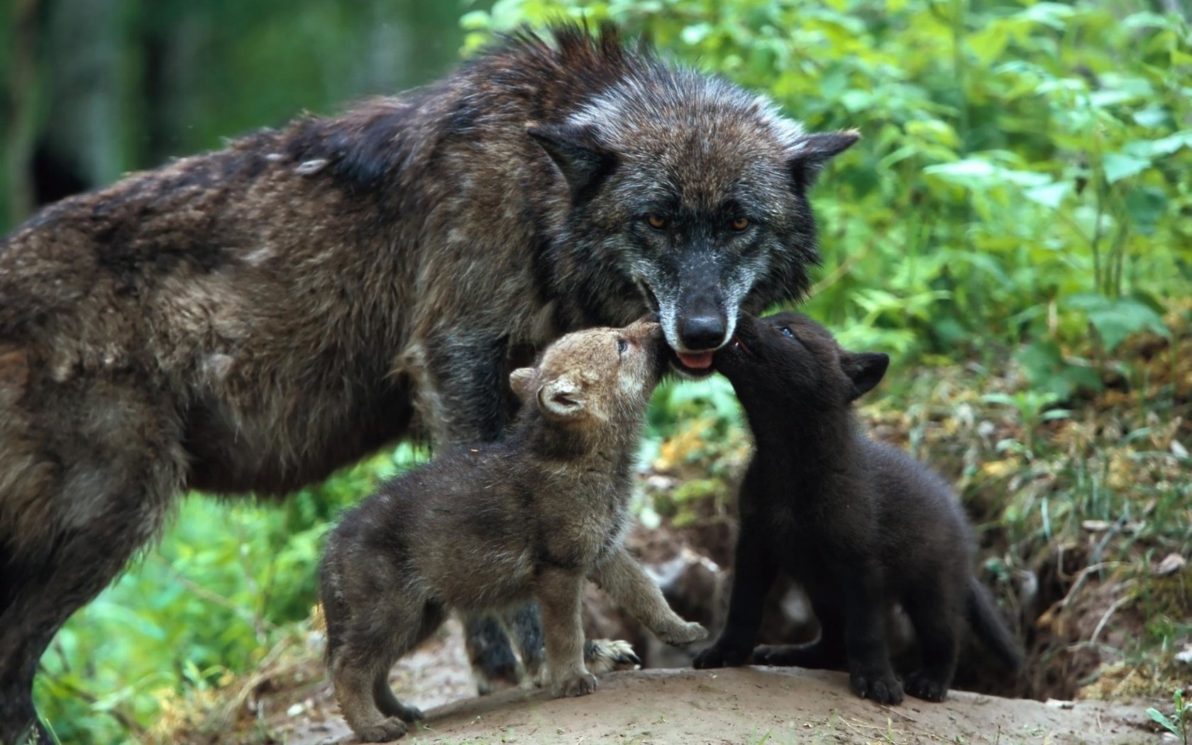 Обои семья, забота, волки, волк, волчица, детеныши, волчата, family, care, wolves, wolf, cubs, the cubs разрешение 1920x1280 Загрузить