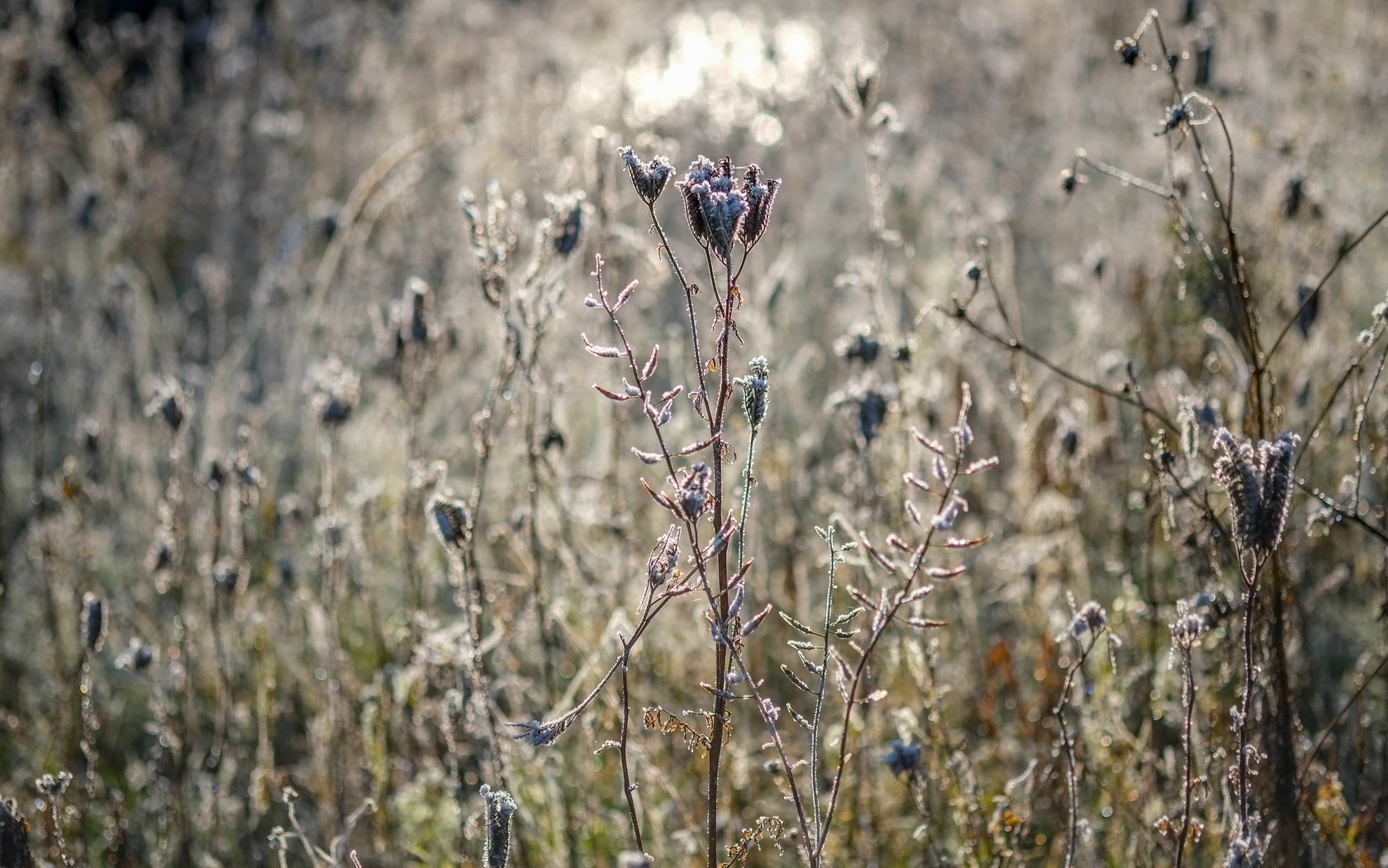 Обои цветы, трава, природа, растения, сухие, flowers, grass, nature, plants, dry разрешение 4896x3264 Загрузить