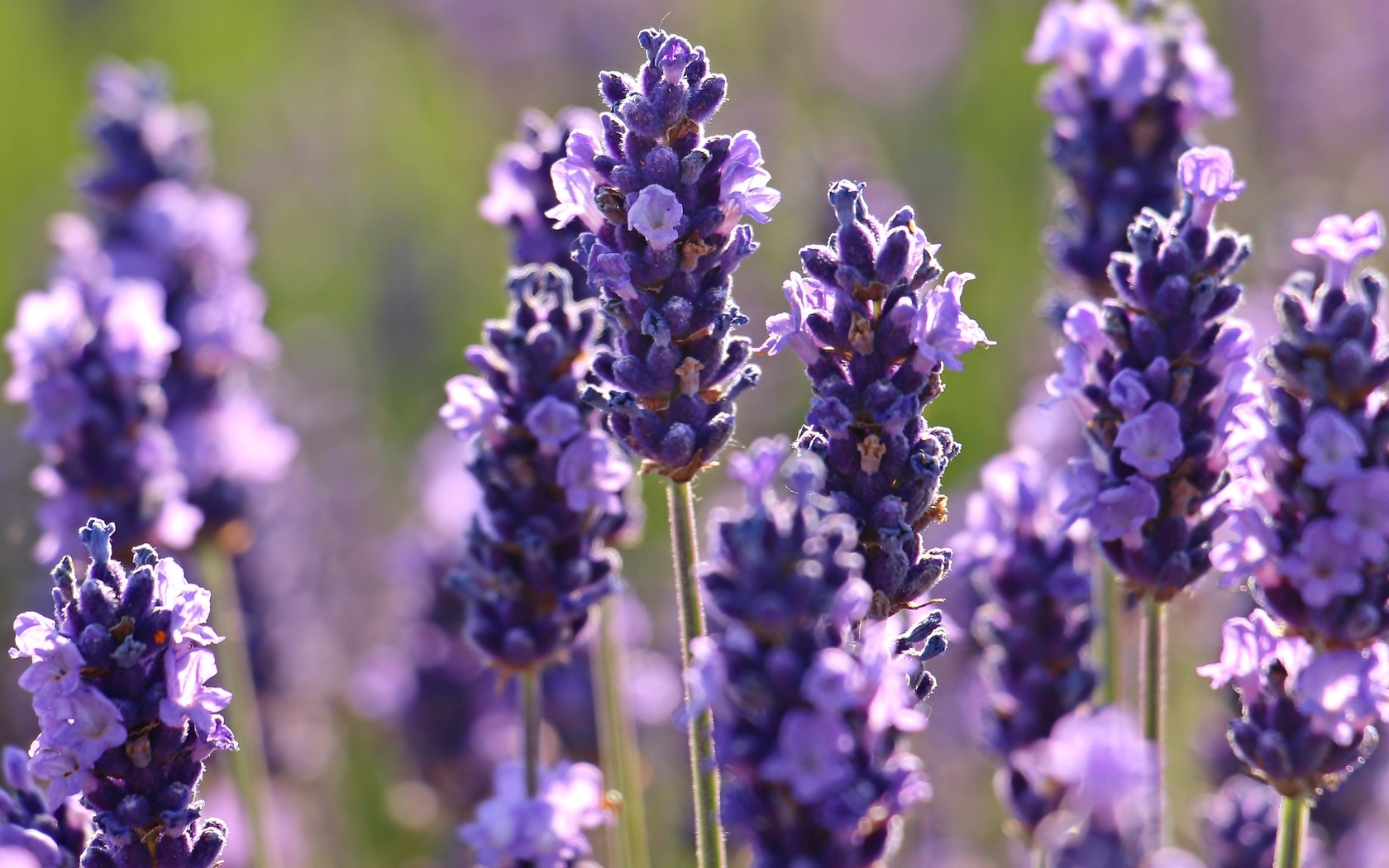 Обои цветы, макро, лаванда, flowers, macro, lavender разрешение 5184x3182 Загрузить