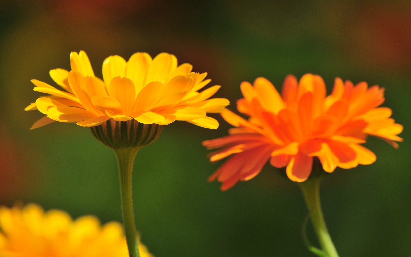 Обои цветы, лепестки, стебли, календула, flowers, petals, stems, calendula разрешение 4288x2848 Загрузить