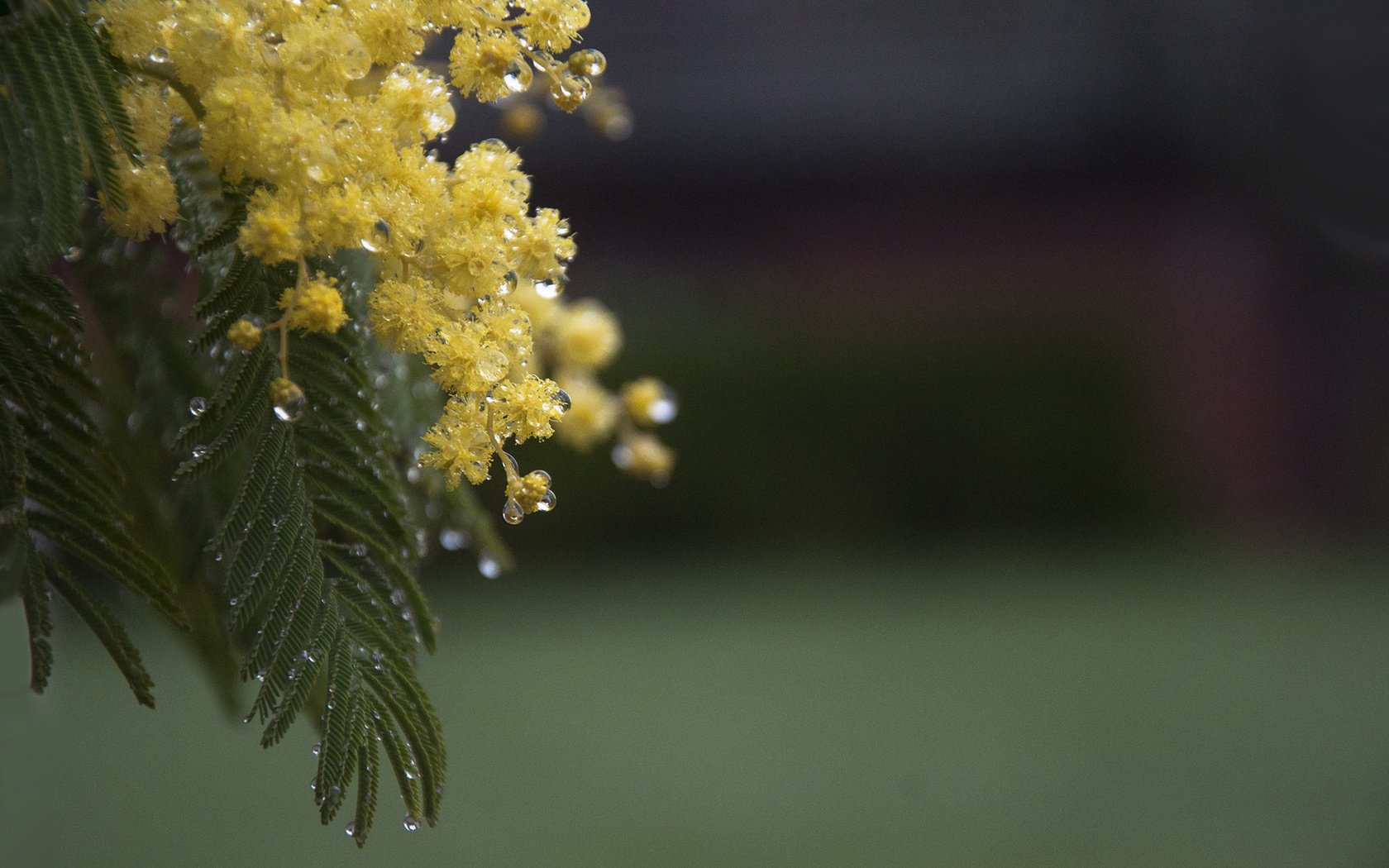 Обои цветы, ветка, листья, капли, весна, мимоза, акация серебристая, flowers, branch, leaves, drops, spring, mimosa, acacia silver разрешение 1920x1200 Загрузить