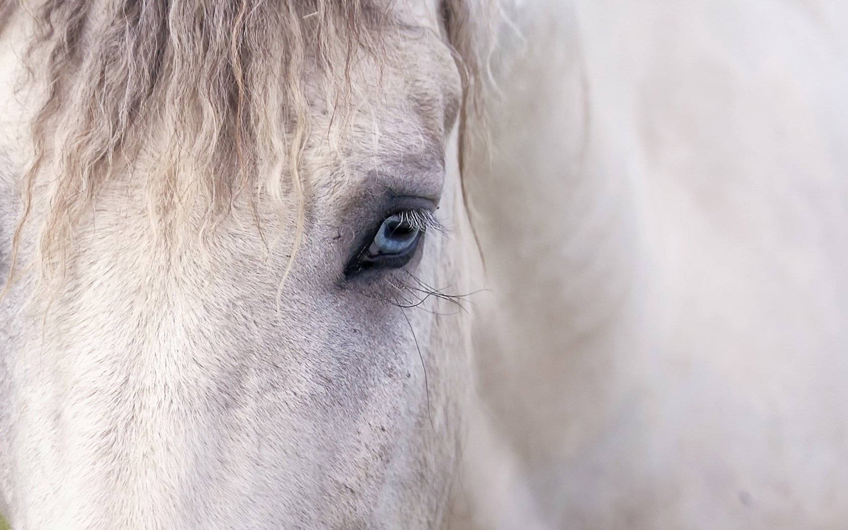 Обои лошадь, фон, глаз, конь, грива, horse, background, eyes, mane разрешение 2048x1358 Загрузить