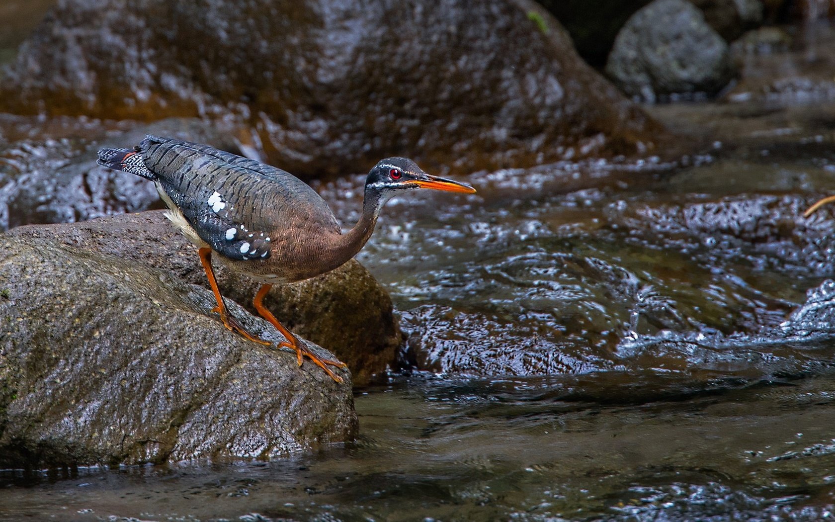 Обои ручей, камень, птица, клюв, цапля, солнечная цапля, stream, stone, bird, beak, heron, solar heron разрешение 1920x1136 Загрузить