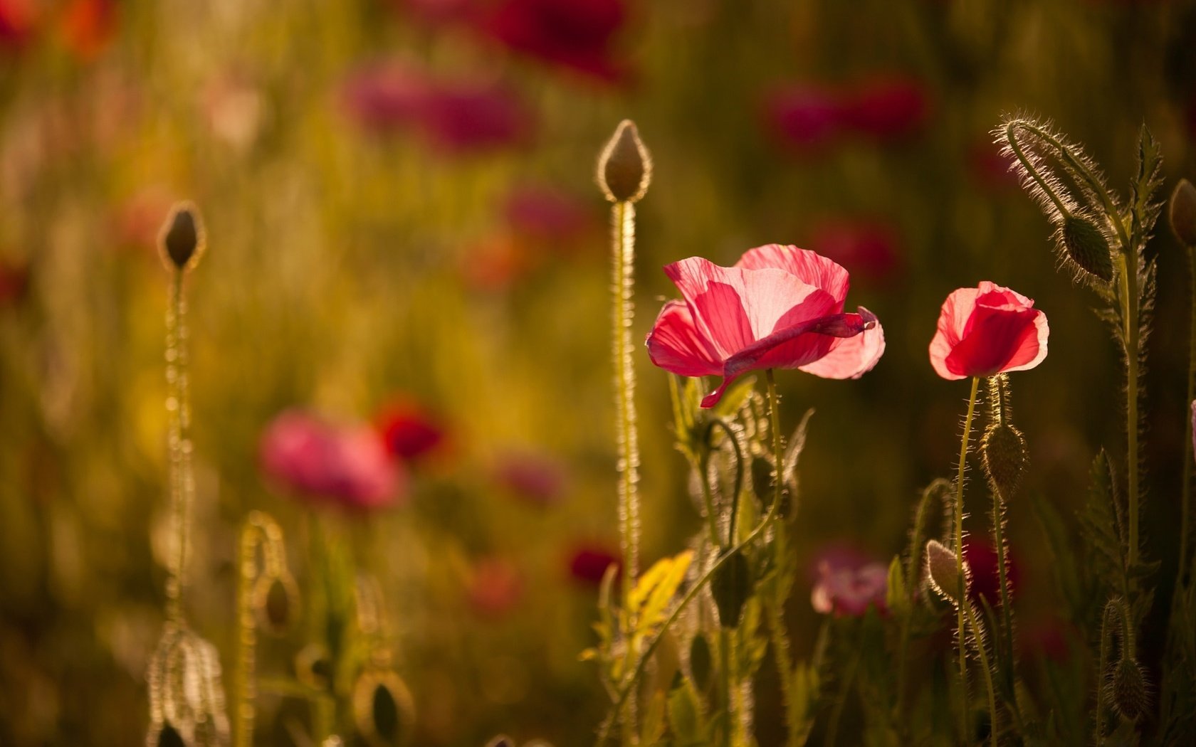 Обои свет, цветы, маки, боке, light, flowers, maki, bokeh разрешение 2048x1365 Загрузить