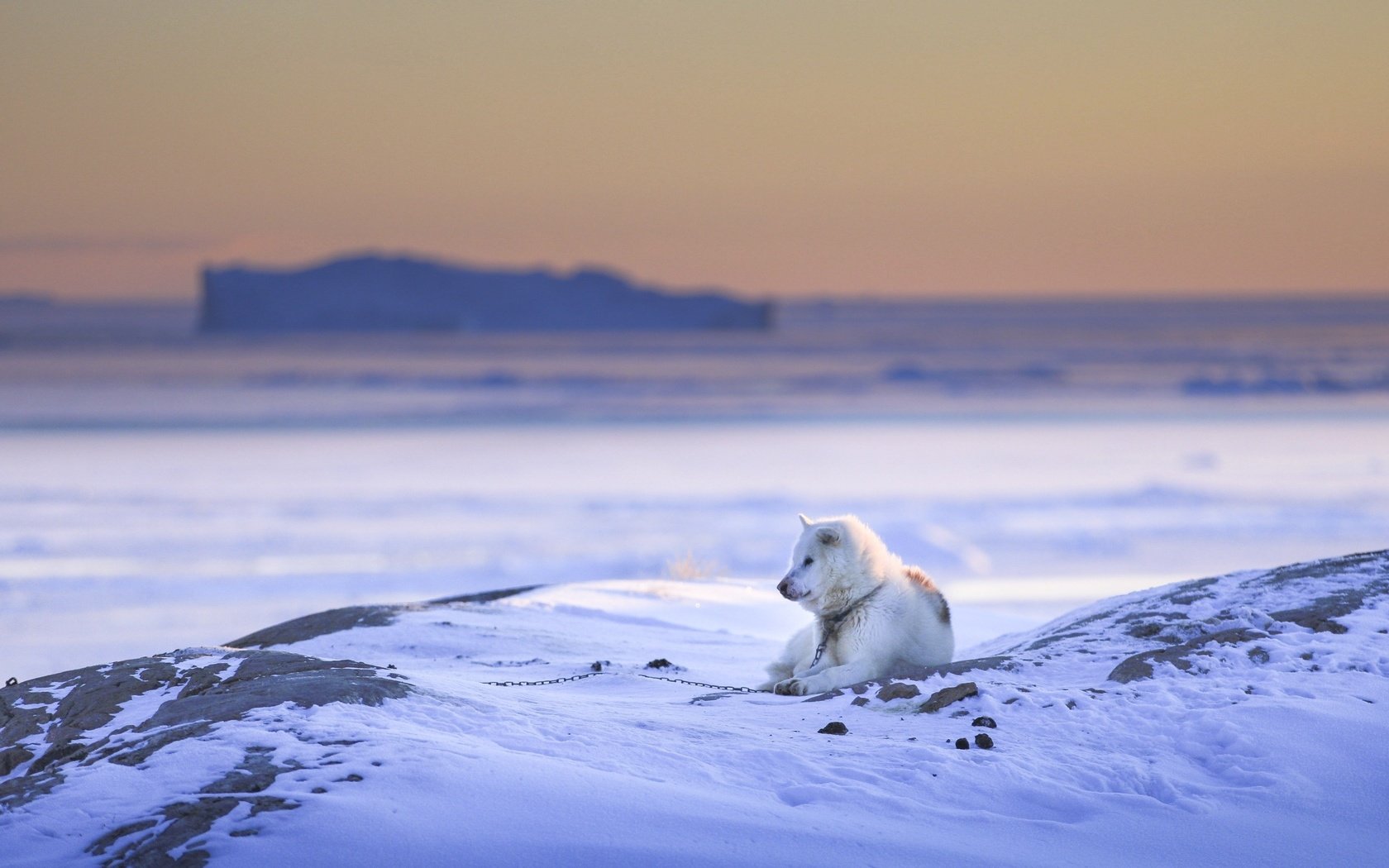 Обои снег, природа, зима, собака, друг, пес, snow, nature, winter, dog, each разрешение 2560x1707 Загрузить