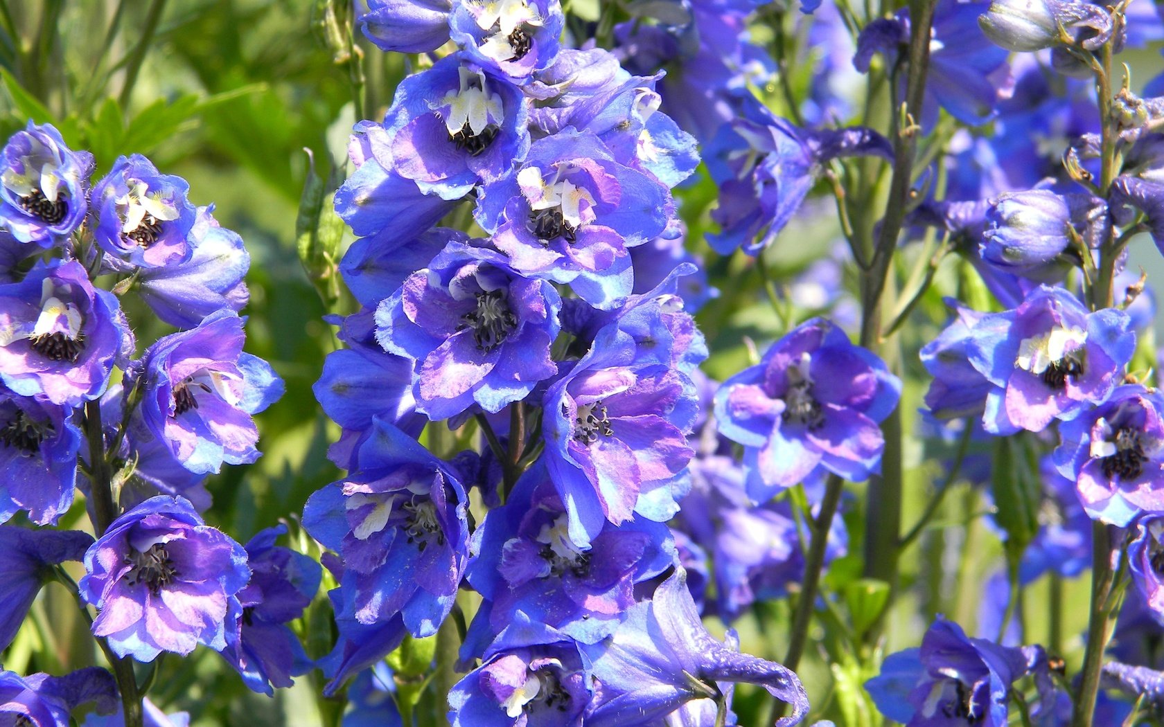 Обои цветы, лепестки, стебли, дельфиниум, flowers, petals, stems, delphinium разрешение 4000x3000 Загрузить