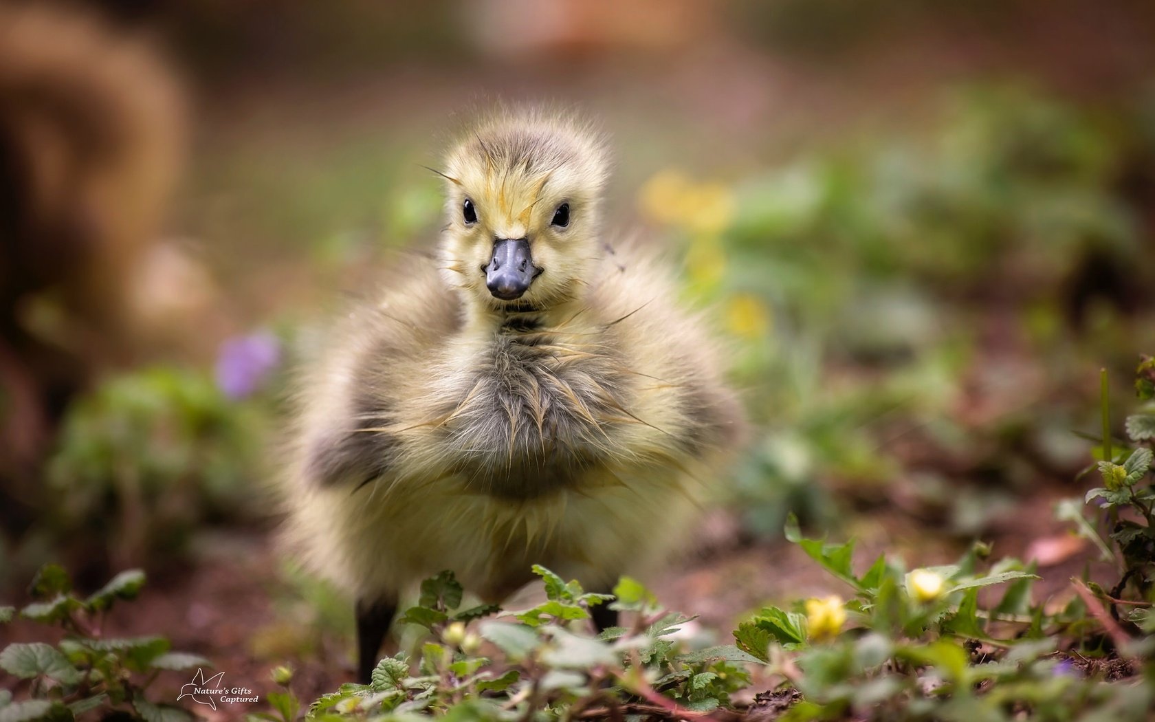 Обои птенец, природа, птица, клюв, перья, гусенок, chick, nature, bird, beak, feathers, gosling разрешение 2048x1363 Загрузить