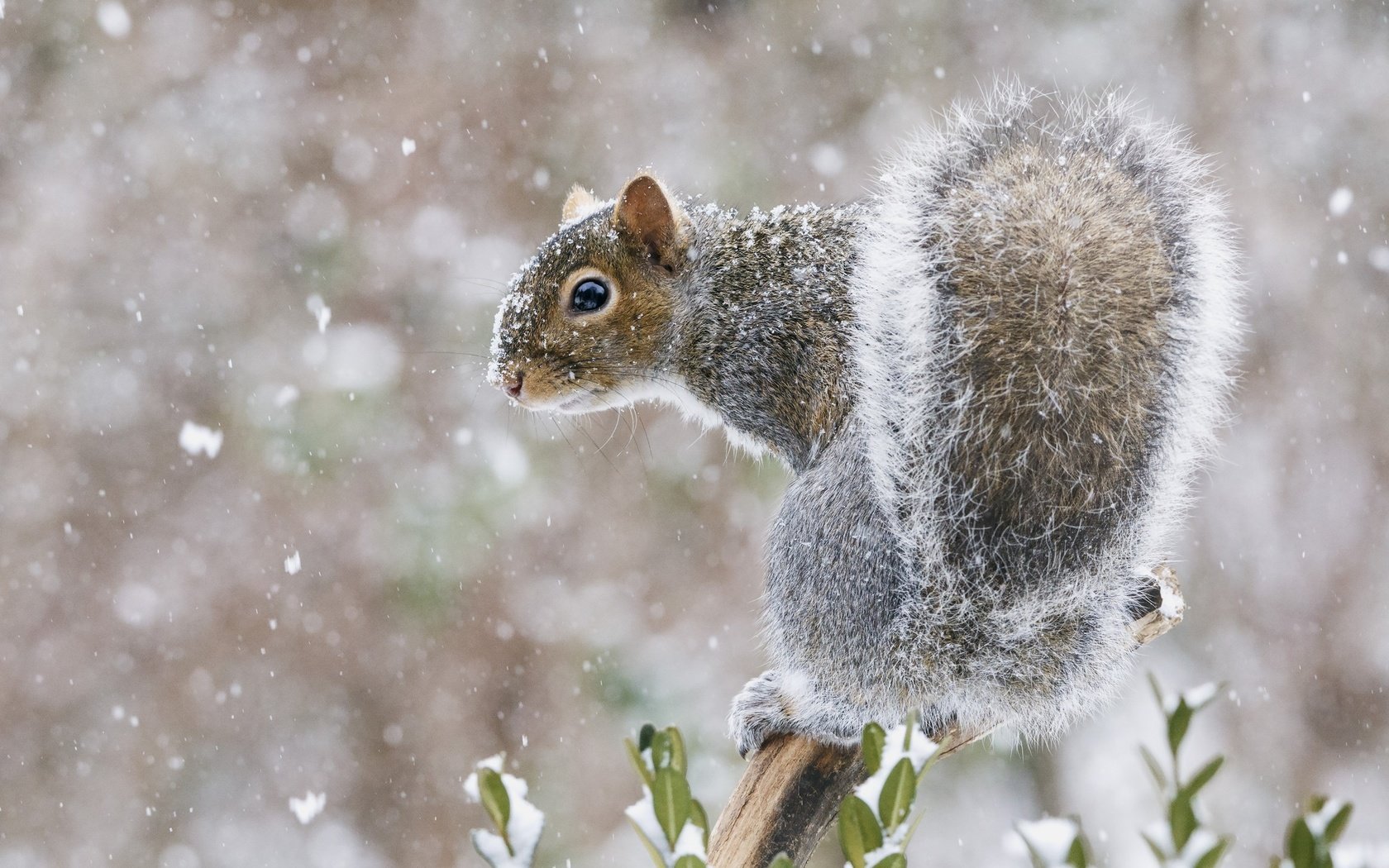 Обои снег, мордочка, взгляд, белка, хвост, белочка, snow, muzzle, look, protein, tail, squirrel разрешение 2048x1528 Загрузить