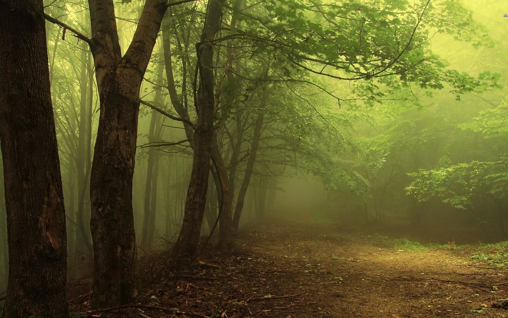 Обои свет, деревья, лес, туман, дорожка, ветки, дымка, чаща, light, trees, forest, fog, track, branches, haze, thicket разрешение 1920x1080 Загрузить