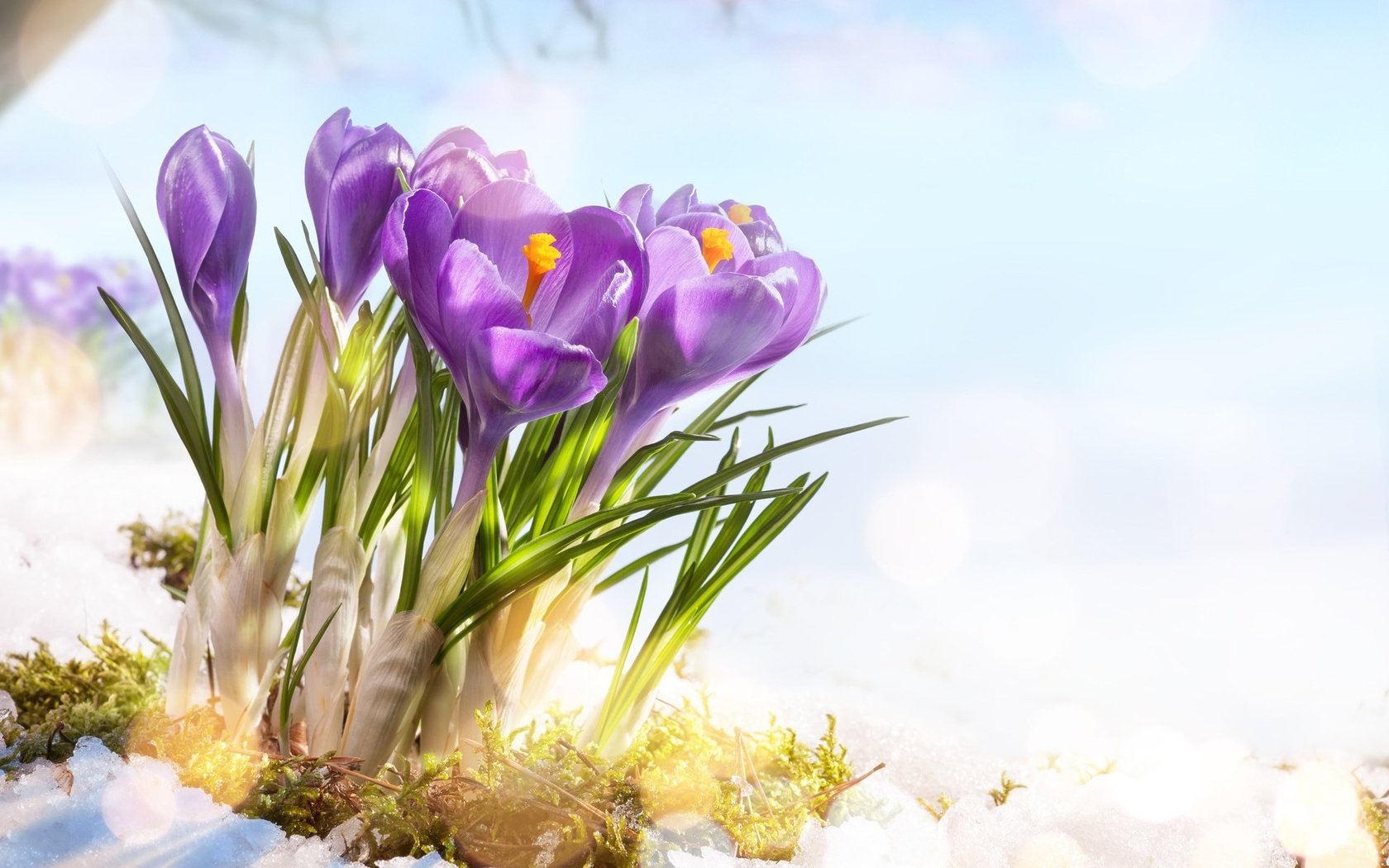 Обои цветы, снег, весна, крокусы, flowers, snow, spring, crocuses разрешение 1920x1200 Загрузить