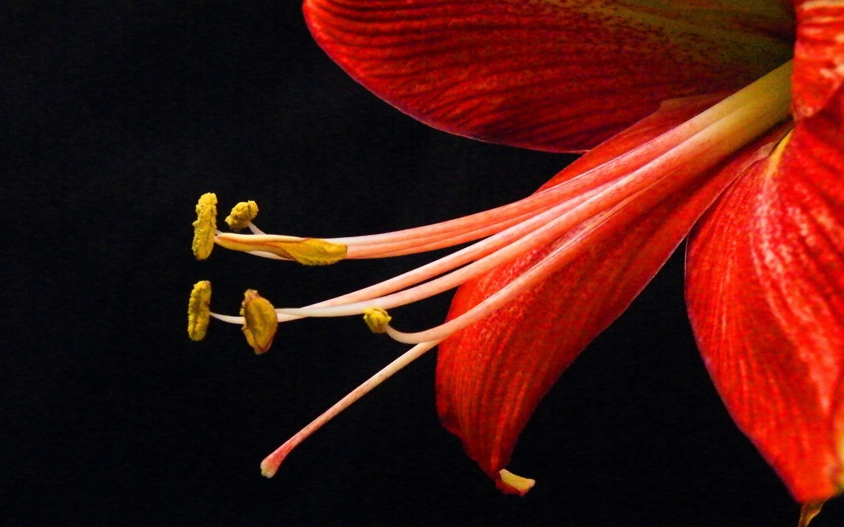 Обои фон, цветок, лепестки, тычинки, лилия, черный фон, background, flower, petals, stamens, lily, black background разрешение 3000x1947 Загрузить