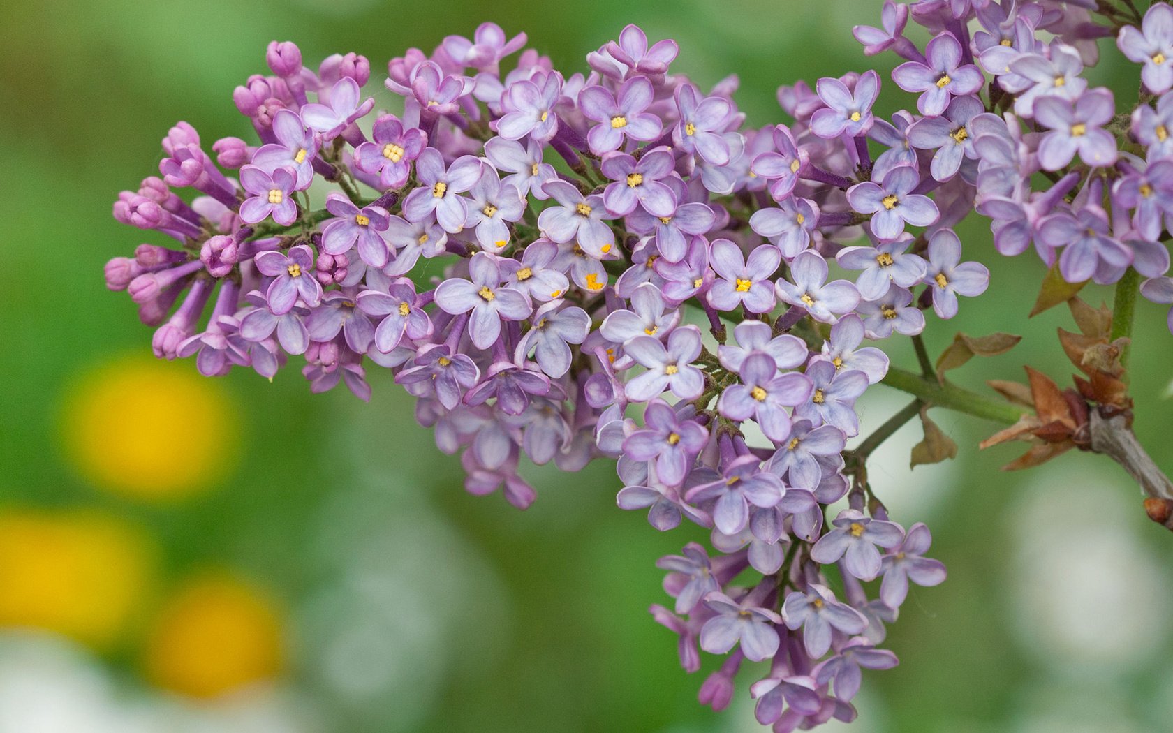 Обои цветы, весна, сирень, flowers, spring, lilac разрешение 1920x1200 Загрузить