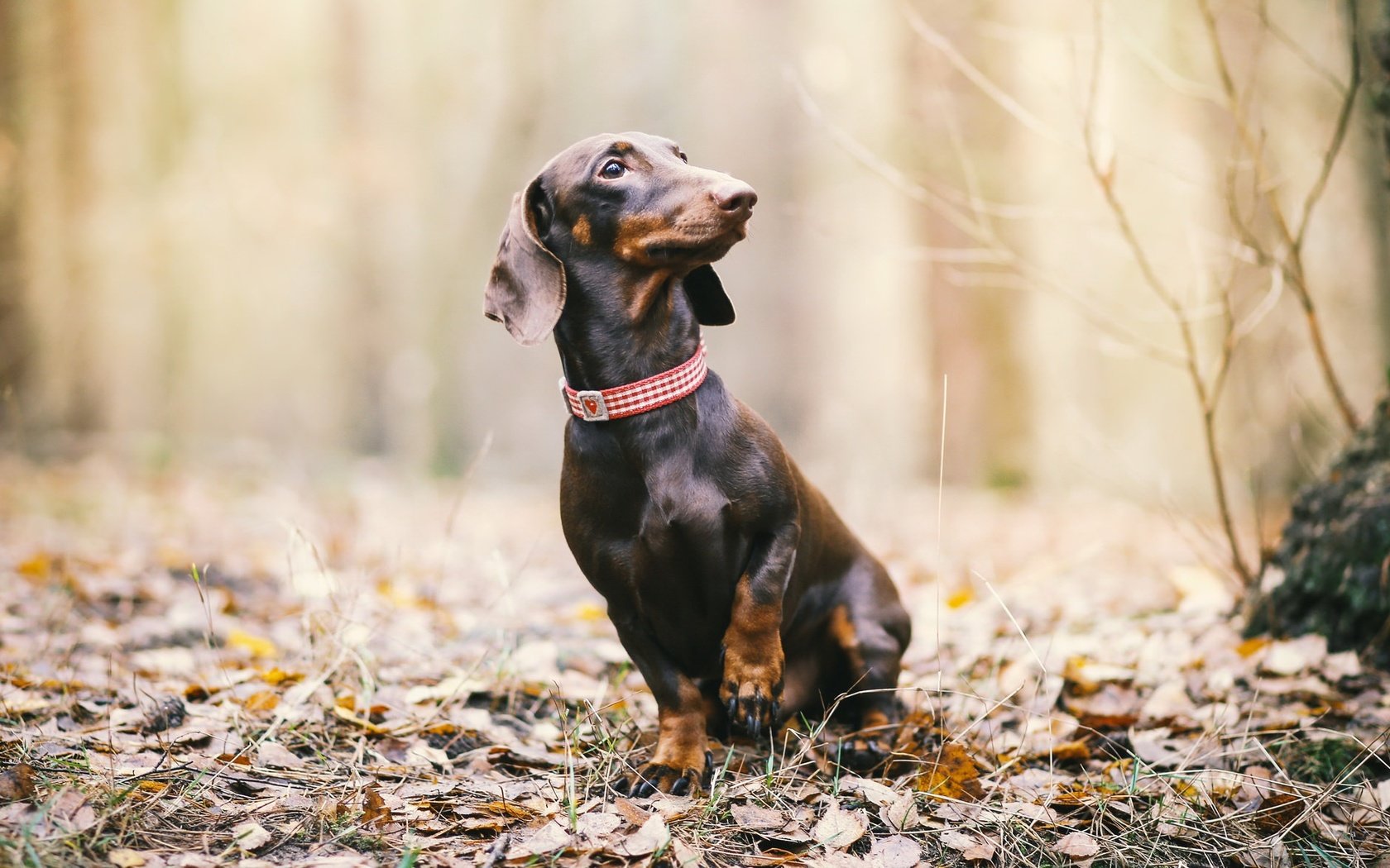 Обои природа, листья, взгляд, осень, собака, такса, nature, leaves, look, autumn, dog, dachshund разрешение 2048x1182 Загрузить