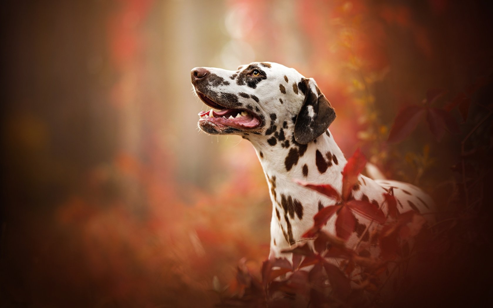 Обои портрет, собака, профиль, далматин, боке, portrait, dog, profile, dalmatian, bokeh разрешение 2048x1366 Загрузить