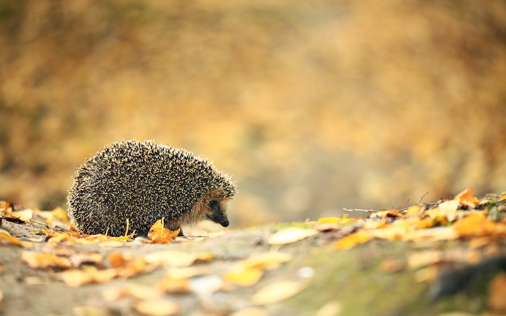 Обои листья, осень, ежик, еж, leaves, autumn, hedgehog разрешение 1920x1200 Загрузить