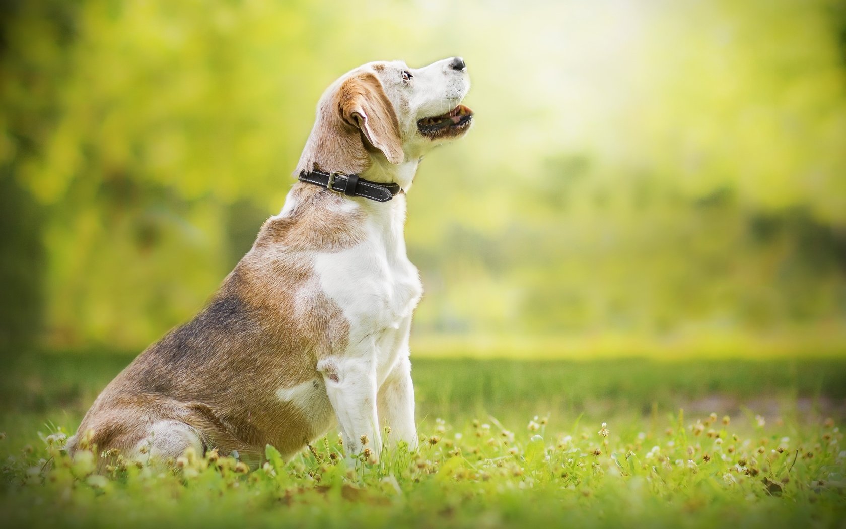 Обои природа, собака, луг, профиль, ошейник, бигль, nature, dog, meadow, profile, collar, beagle разрешение 2560x1706 Загрузить