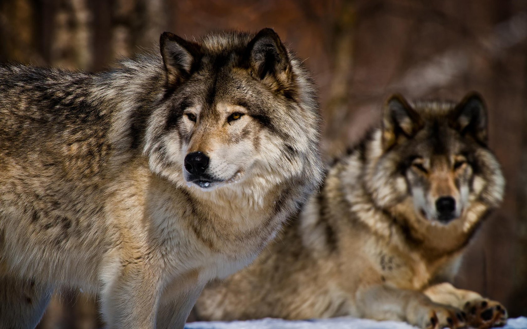 Обои морда, взгляд, хищники, волки, michael cummings, face, look, predators, wolves разрешение 1920x1200 Загрузить
