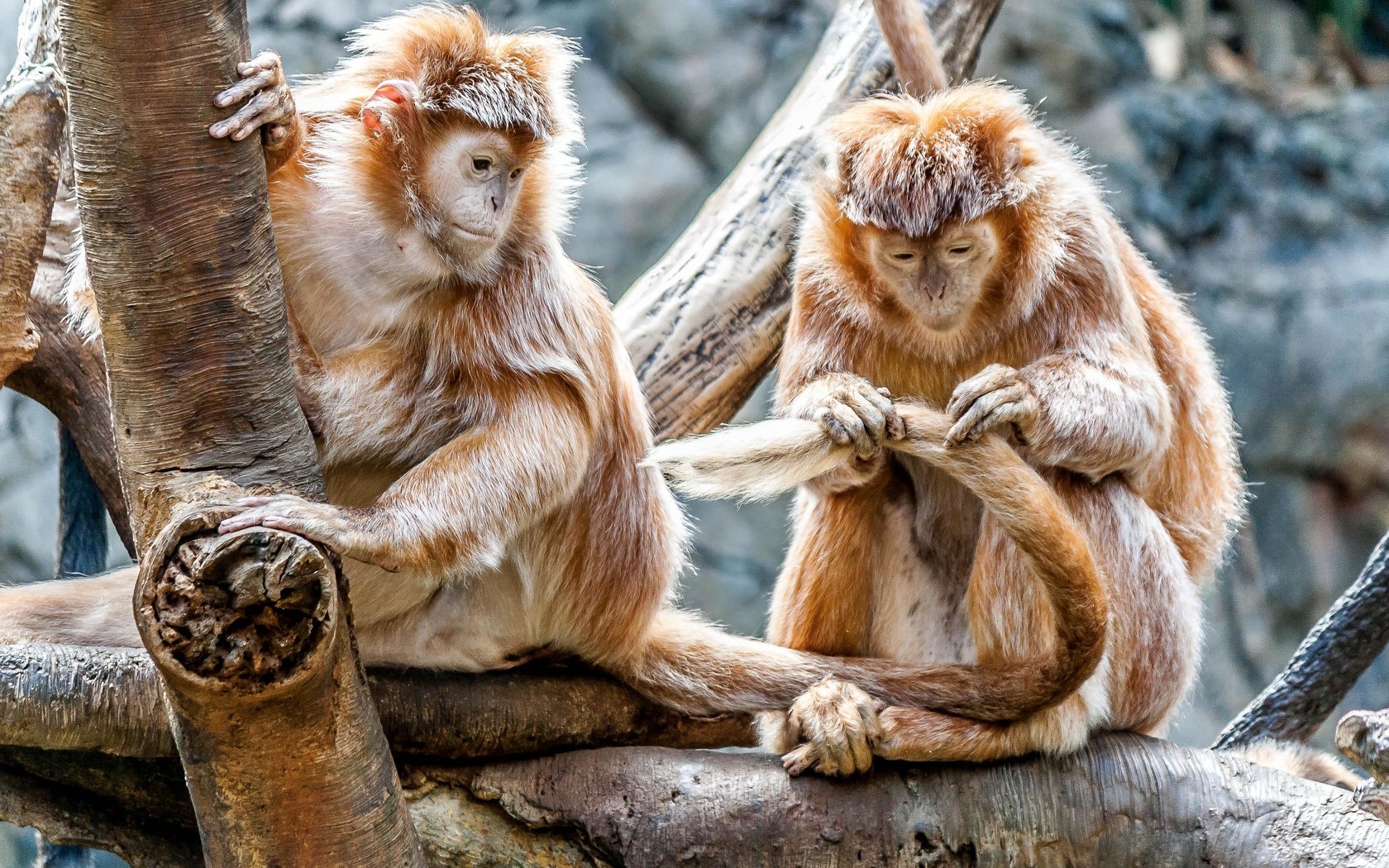 Обои пара, забота, дикая природа, зоопарк, приматы, обезьяны, макака, pair, care, wildlife, zoo, primates, monkey разрешение 3888x2592 Загрузить