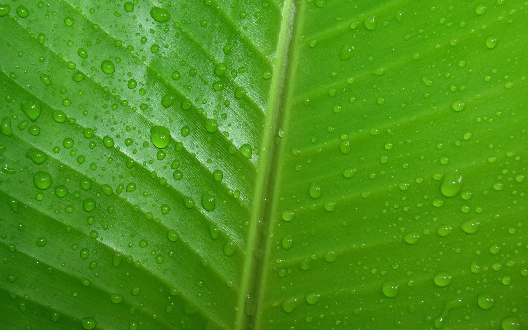 Обои природа, зелёный, капли, лист, прожилки, капли воды, крупным планом, nature, green, drops, sheet, veins, water drops, closeup разрешение 3648x2048 Загрузить