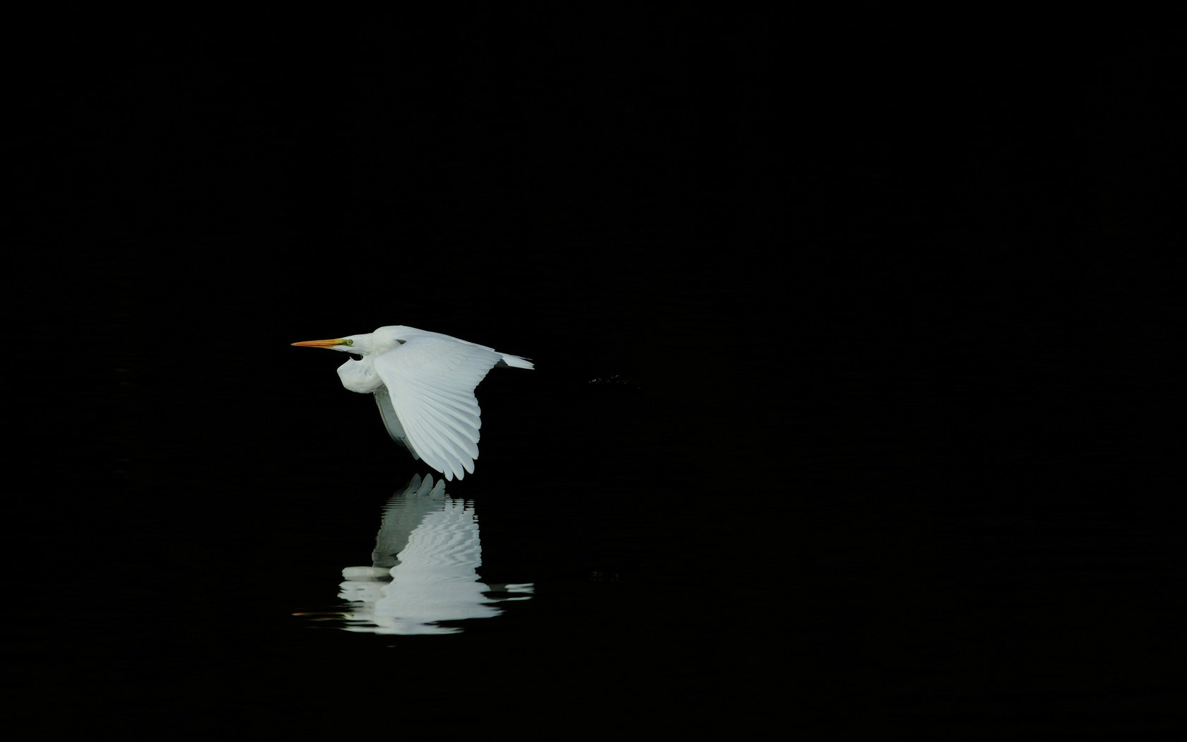 Обои отражение, полет, крылья, птица, черный фон, белая, цапля, reflection, flight, wings, bird, black background, white, heron разрешение 2048x1365 Загрузить