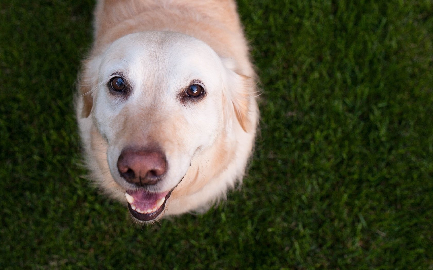 Обои глаза, трава, мордочка, взгляд, собака, лабрадор, eyes, grass, muzzle, look, dog, labrador разрешение 3550x2367 Загрузить