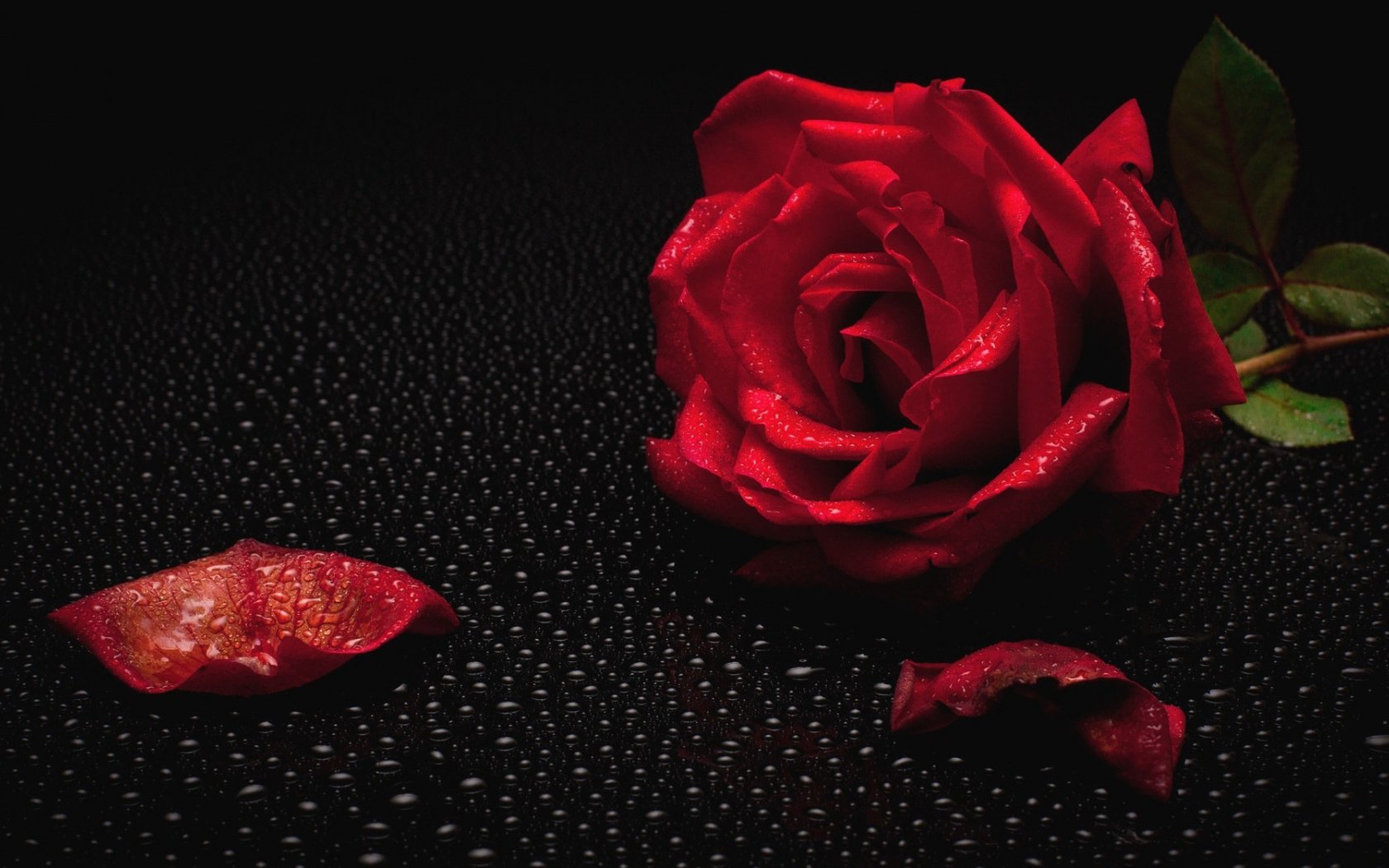 Обои вода, роса, капля, роза, красная роза, капли воды, water, rosa, drop, rose, red rose, water drops разрешение 1920x1080 Загрузить