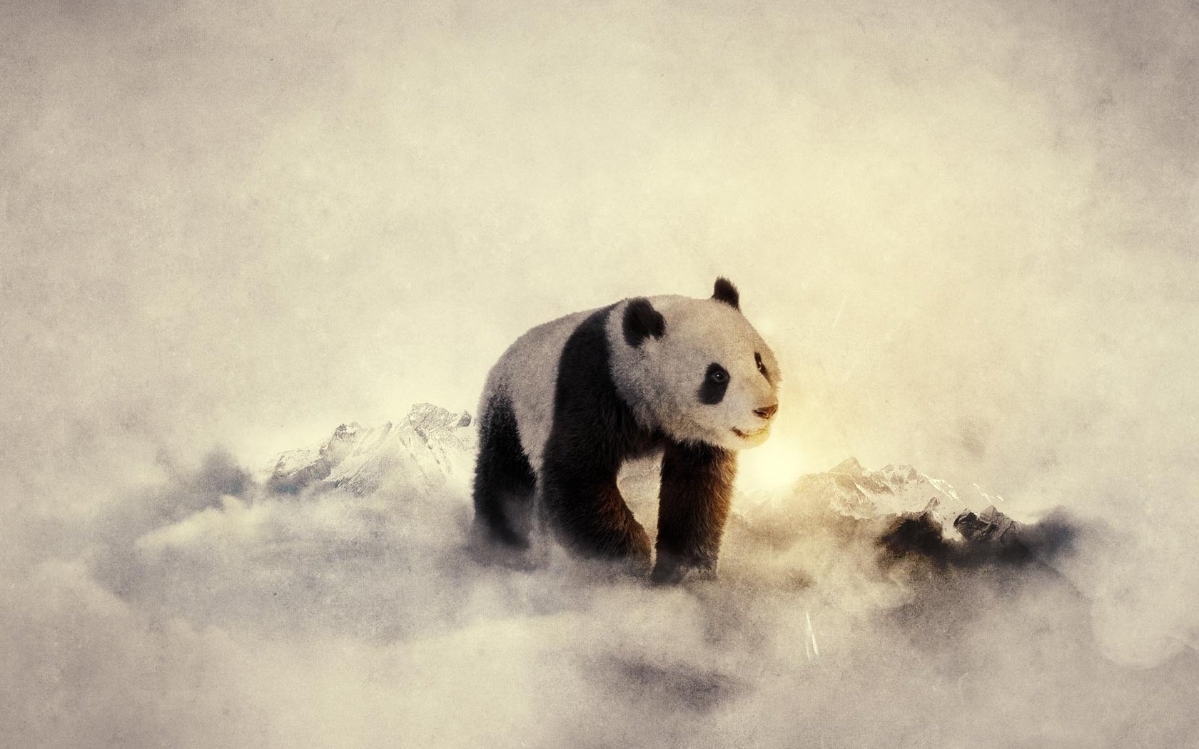 Обои животные, панда, медведь, бамбуковый медведь, большая панда, animals, panda, bear, bamboo bear, the giant panda разрешение 1920x1080 Загрузить