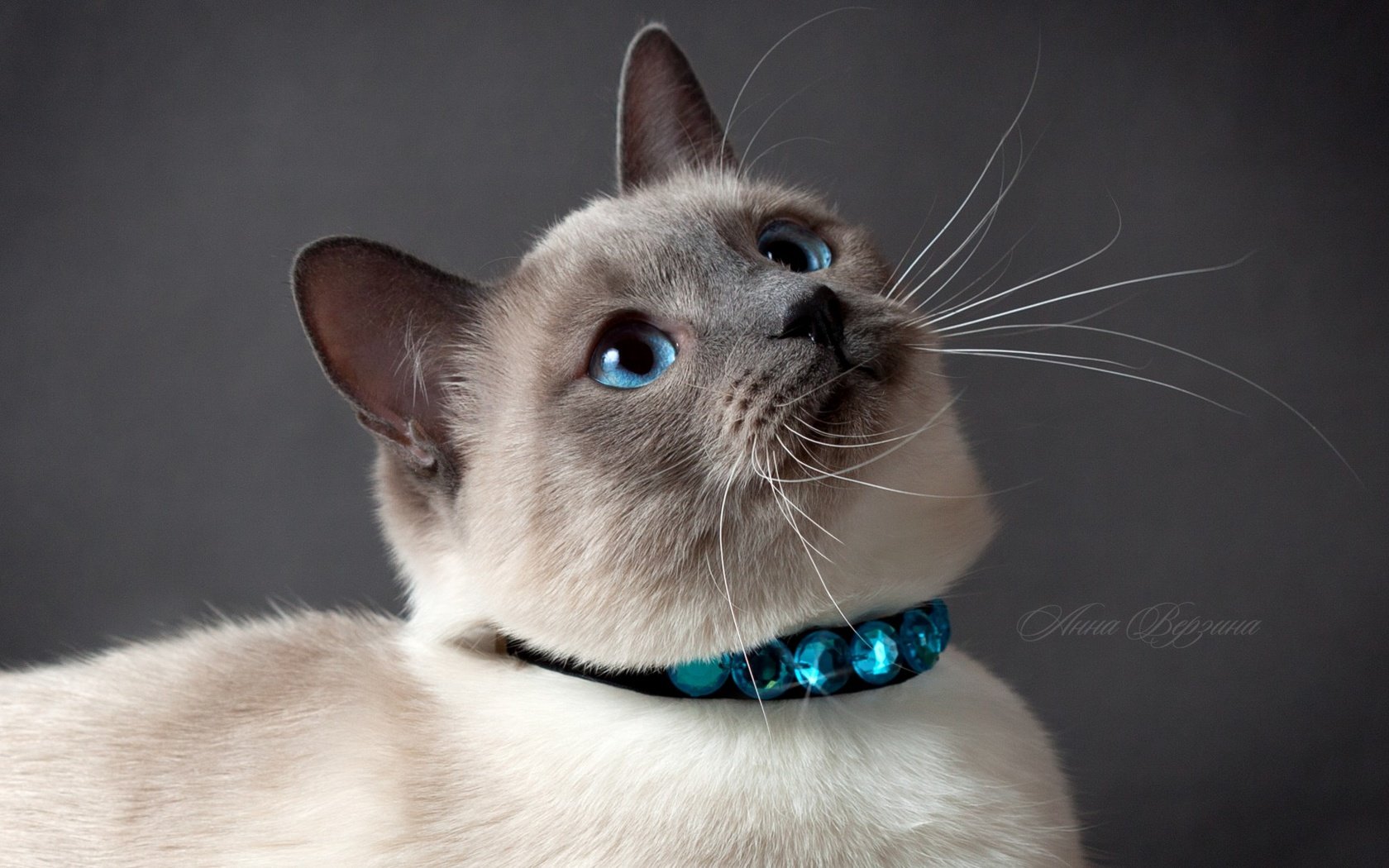 Обои глаза, кот, кошка, серый фон, тайский кот, тайская кошка, eyes, cat, grey background разрешение 1920x1080 Загрузить