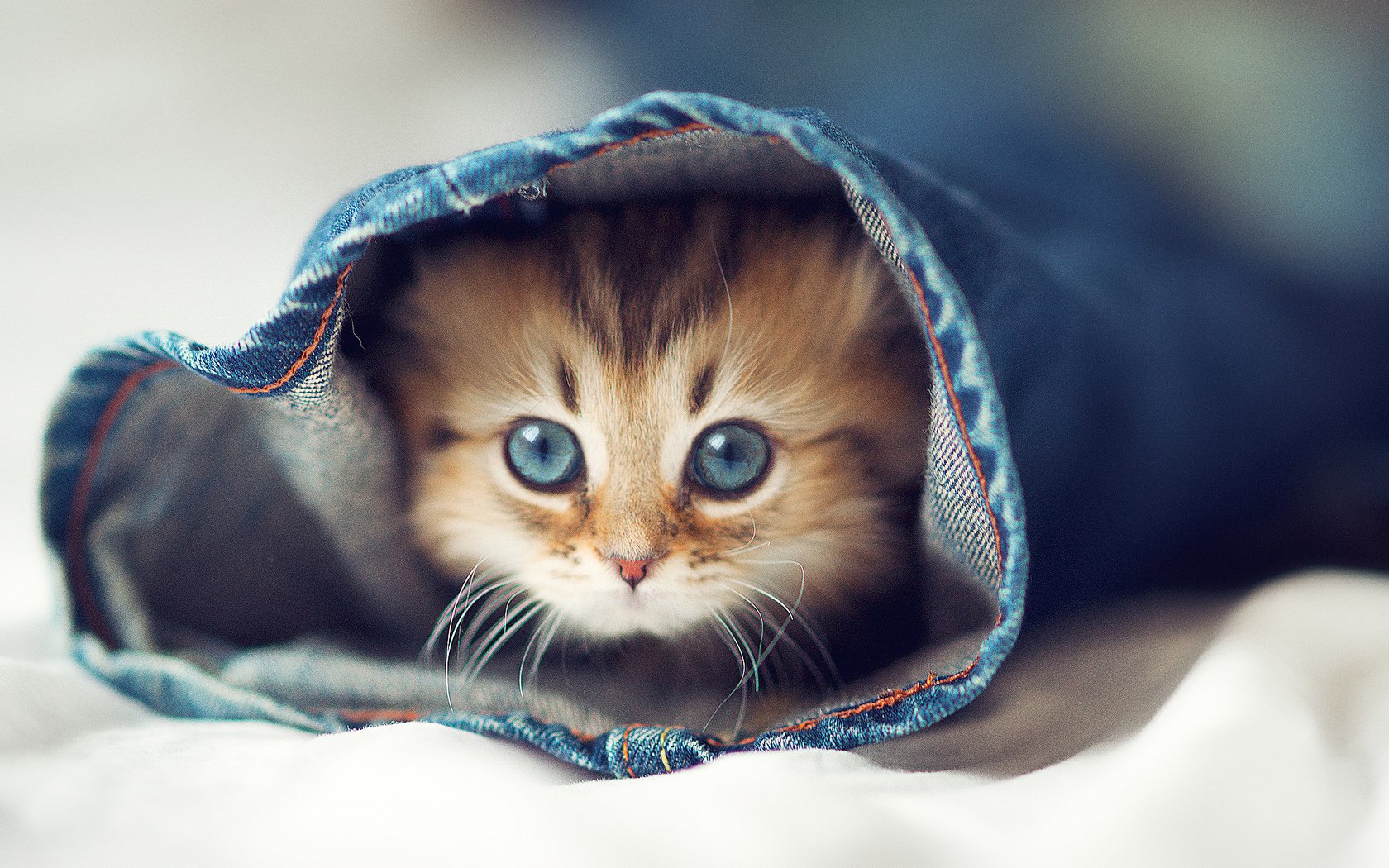 Обои глаза, кот, кошка, котенок, джинсы, постель, eyes, cat, kitty, jeans, bed разрешение 2048x1569 Загрузить