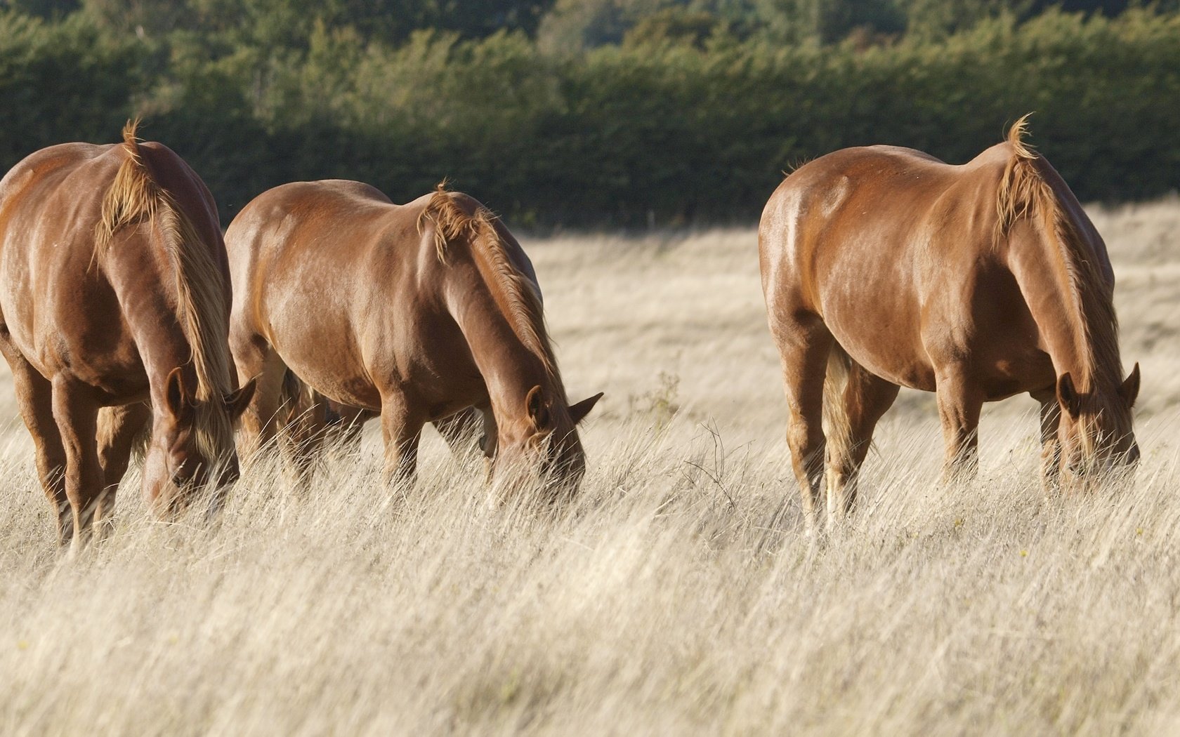 Обои поле, лошади, кони, пастбище, сухая трава, field, horse, horses, pasture, dry grass разрешение 2250x1242 Загрузить