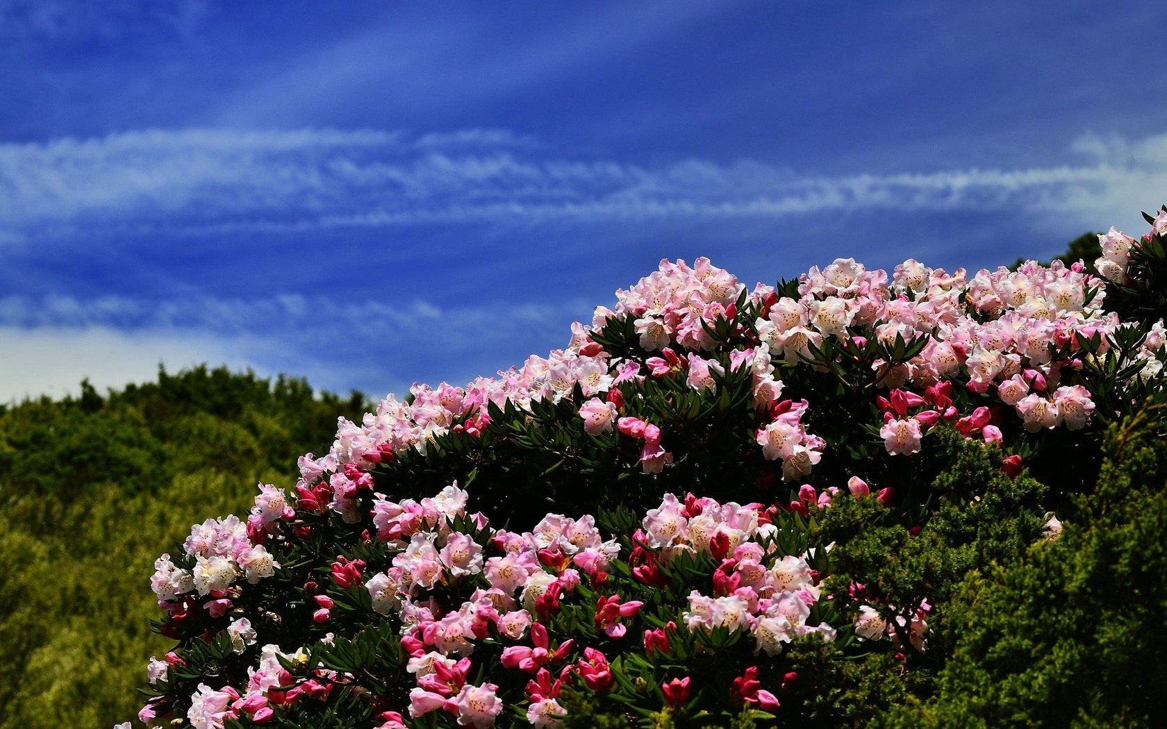 Обои цветы, холмы, синева, азалия, рододендроны, flowers, hills, blue, azalea, rhododendrons разрешение 2048x1367 Загрузить
