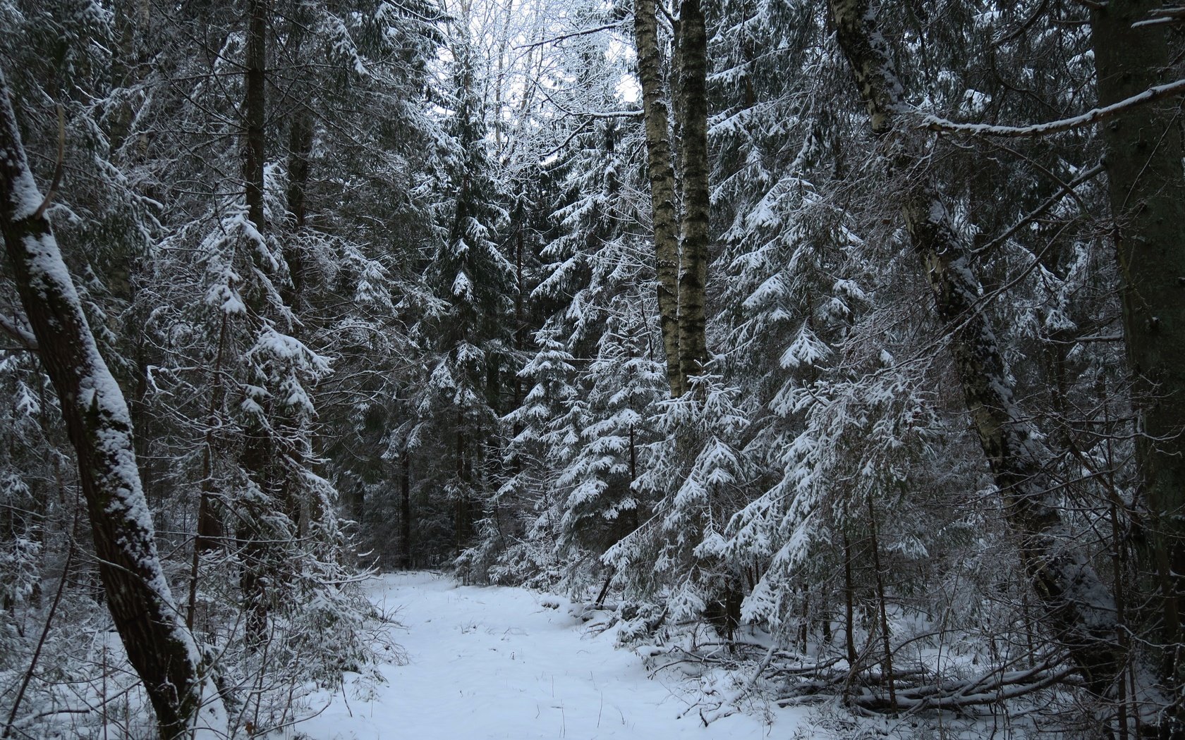 Обои деревья, снег, природа, лес, зима, тропа, trees, snow, nature, forest, winter, trail разрешение 5472x3648 Загрузить