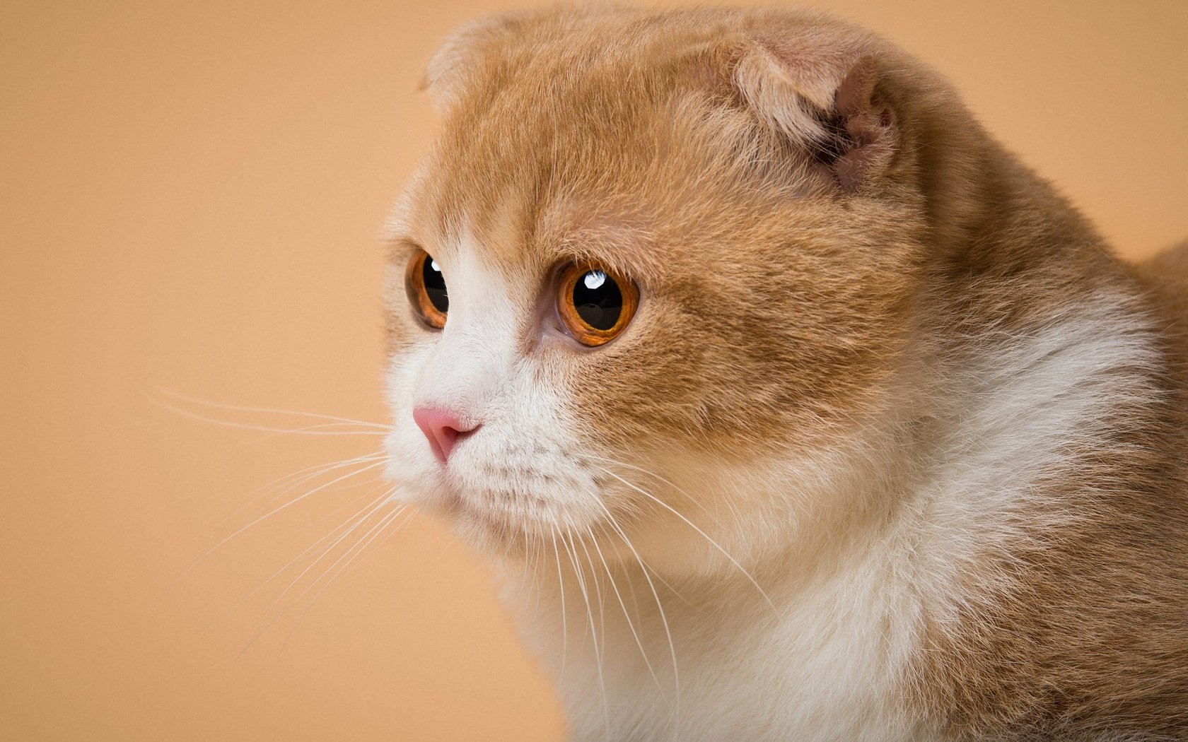 Обои поза, портрет, кот, кошка, взгляд, мордашка, оранжевый фон, вислоухий, pose, portrait, cat, look, face, orange background, fold разрешение 2000x1335 Загрузить