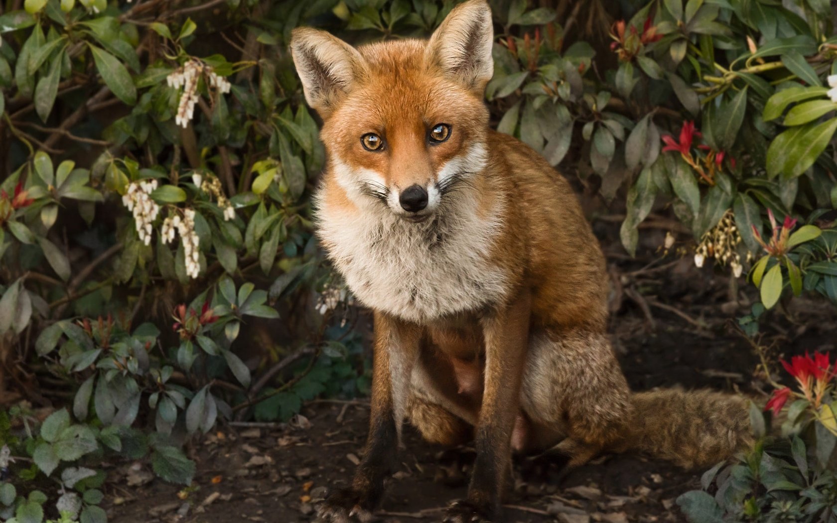 Обои природа, листья, ветки, лиса, лисица, животное, nature, leaves, branches, fox, animal разрешение 2000x1320 Загрузить