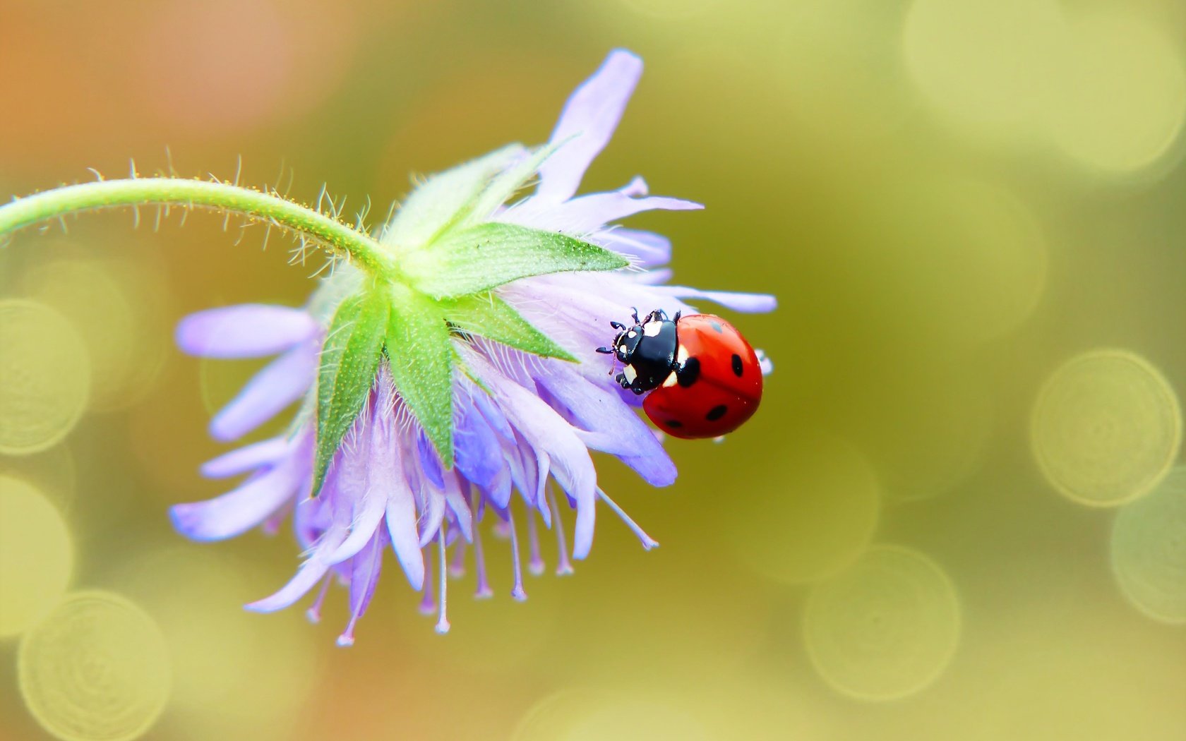Обои макро, фон, цветок, божья коровка, macro, background, flower, ladybug разрешение 2880x1924 Загрузить