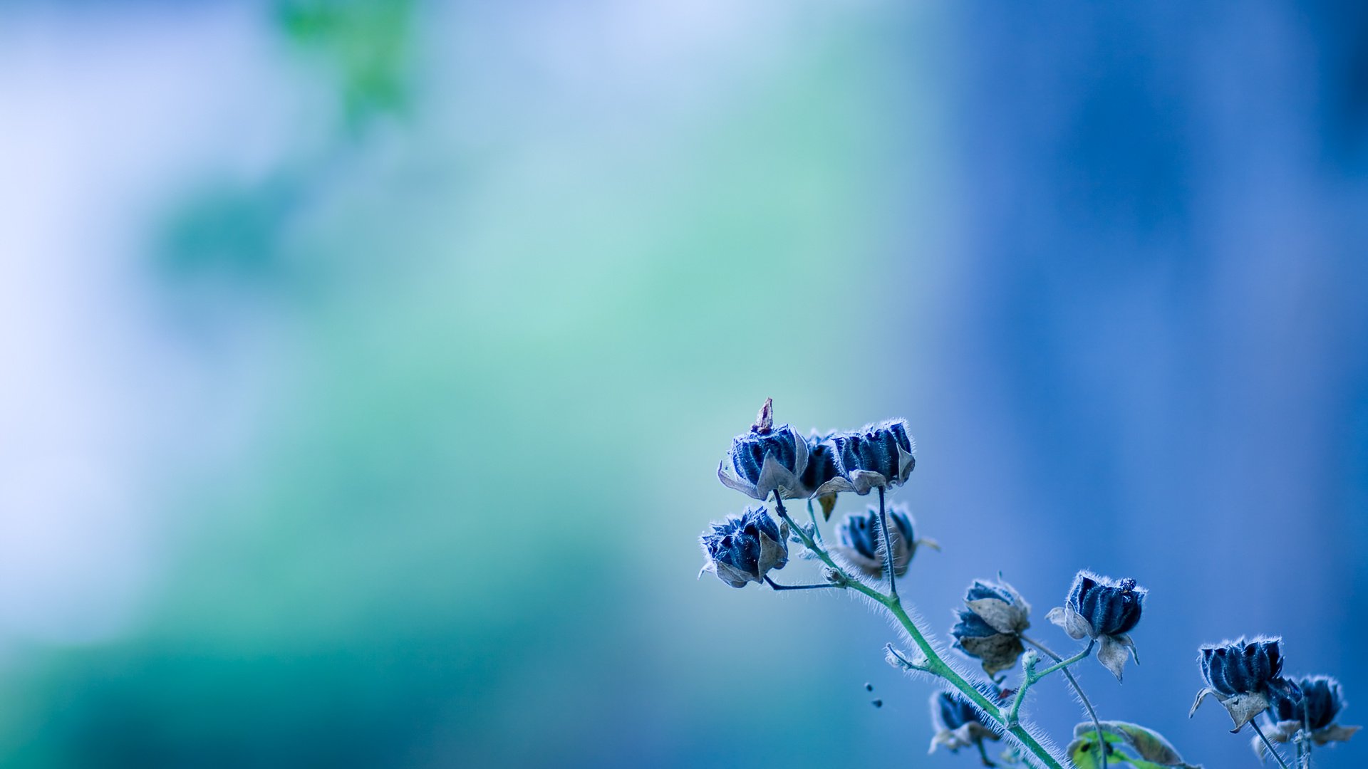 Обои цветок, голубой, голубая, етекстура, колокольчик, цветком, flower, blue, texture, bell разрешение 1920x1200 Загрузить