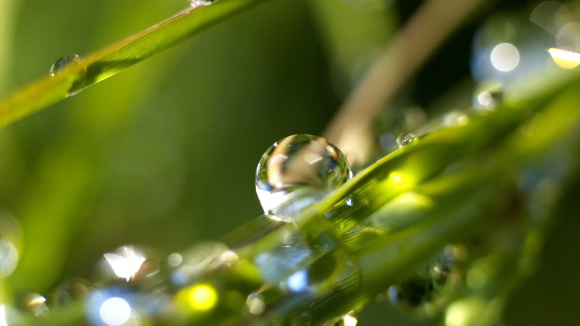 Обои трава, утро, роса, капли, grass, morning, rosa, drops разрешение 1920x1440 Загрузить