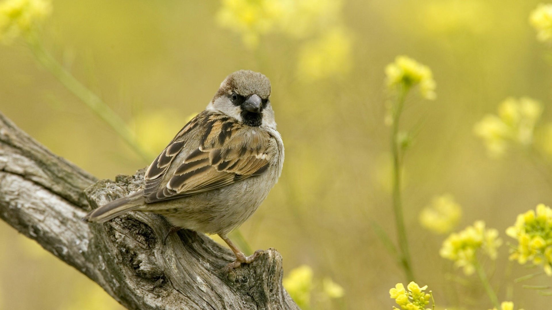 Обои цветы, ветка, воробей, flowers, branch, sparrow разрешение 1920x1200 Загрузить