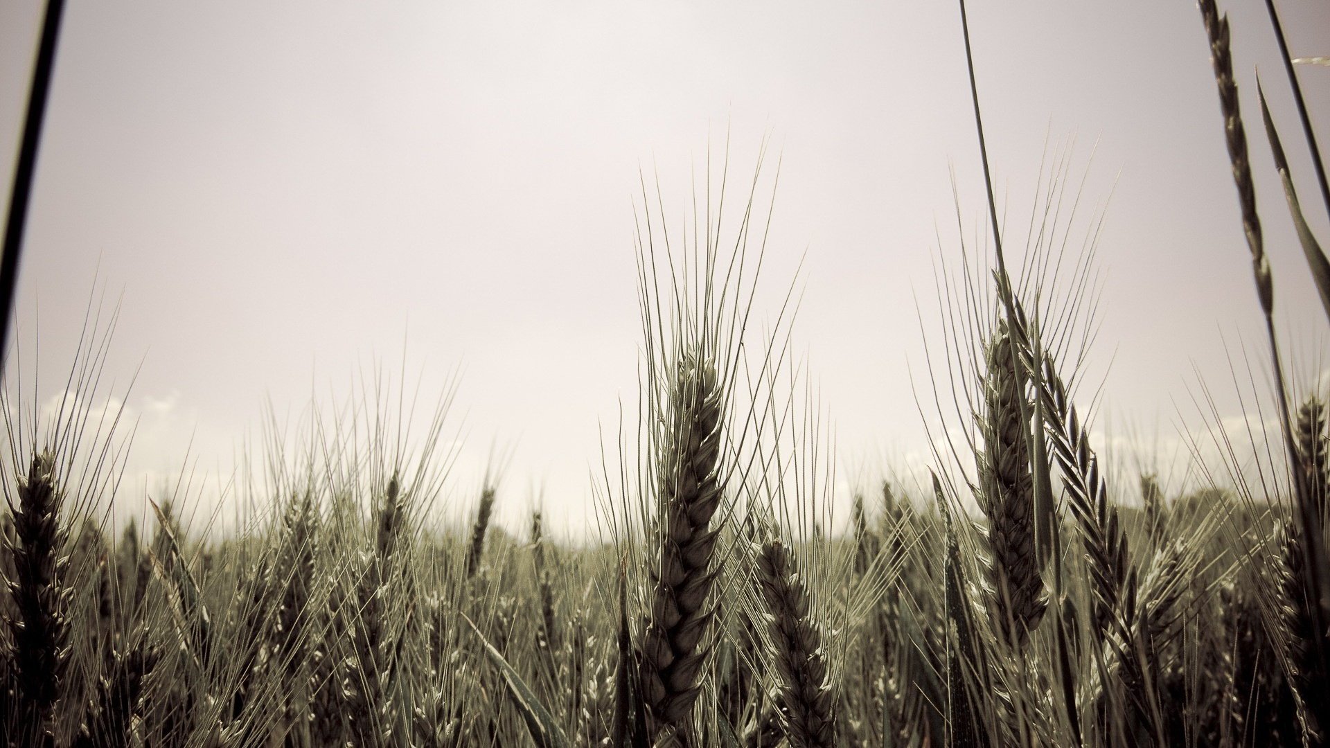 Обои небо, стиль, поле, серость, колосья, пшеница, десктоп, колосс, the sky, style, field, mediocrity, ears, wheat, desktop, colossus разрешение 1920x1200 Загрузить