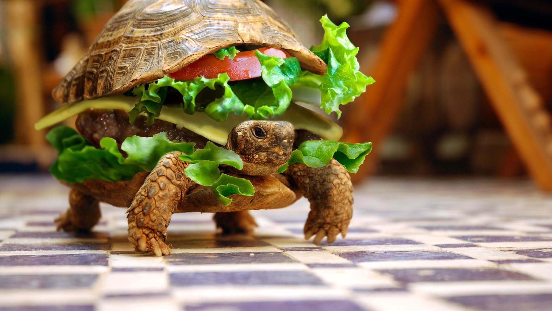 Обои животные, черепаха, бутерброд, юмор, овощи, animals, turtle, sandwich, humor, vegetables разрешение 3008x2000 Загрузить