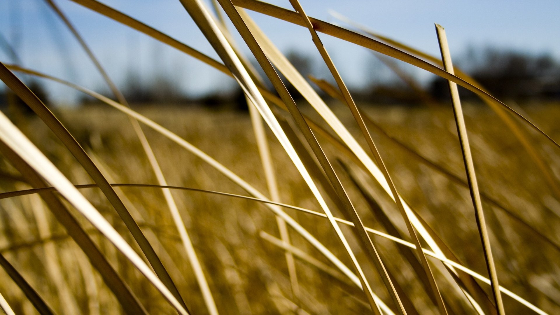 Обои трава, листья, grass, leaves разрешение 2560x1600 Загрузить